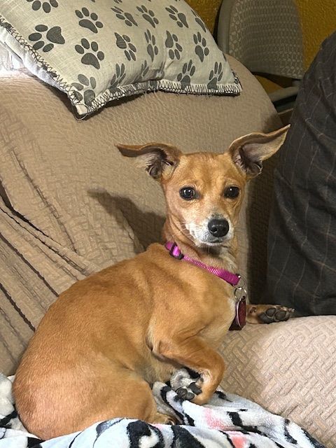 Enlarge McKinley, a Adopted mixed breed in Chalmette, LA image 3/4