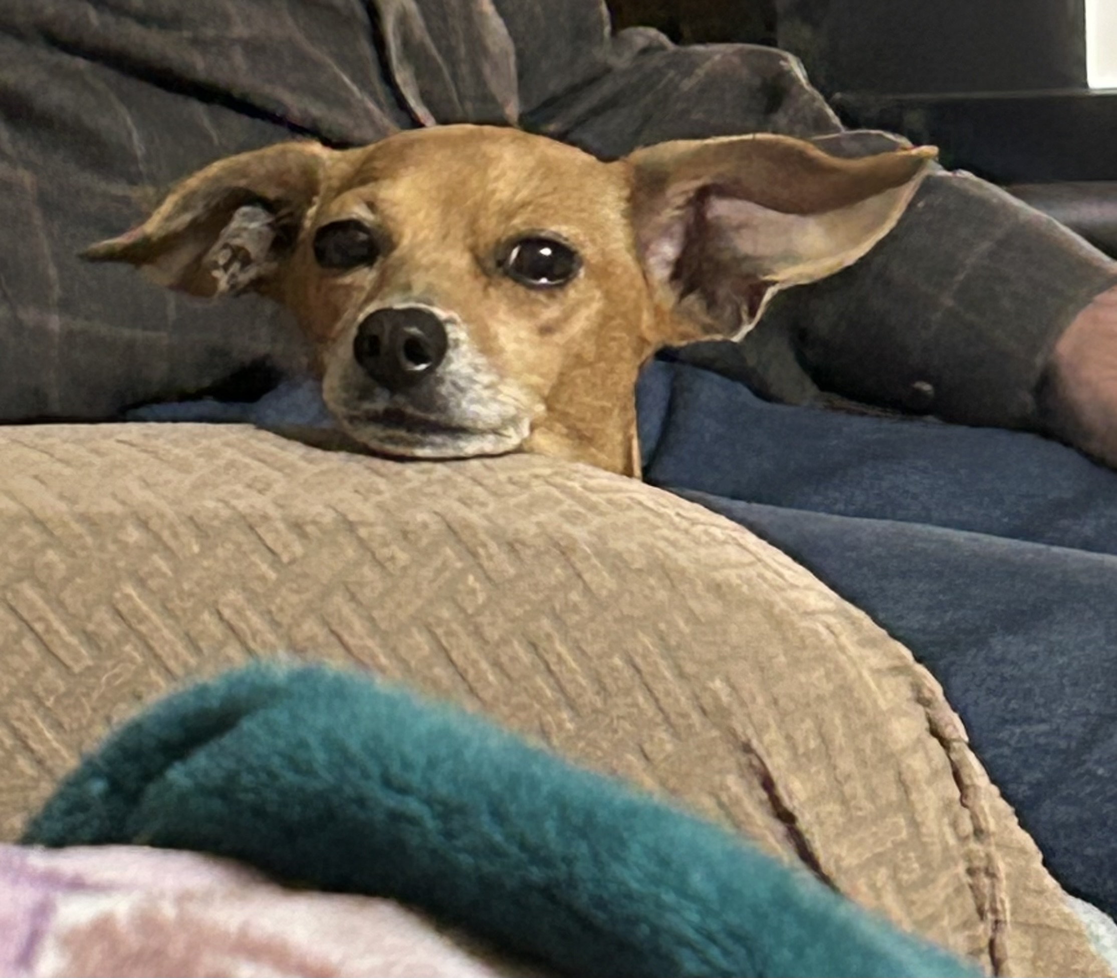 Enlarge McKinley, a Adopted mixed breed in Chalmette, LA image 4/4