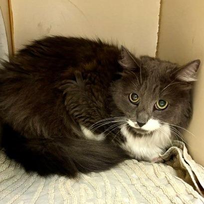 Enlarge Estrella, a Adoptable mixed breed in South Elgin, IL image 2/2