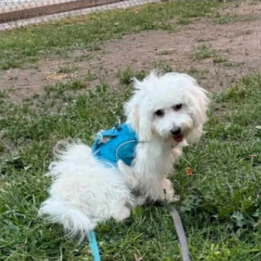 Milo, a ADOPTABLE mixed breed in St John's , NL image 5/6