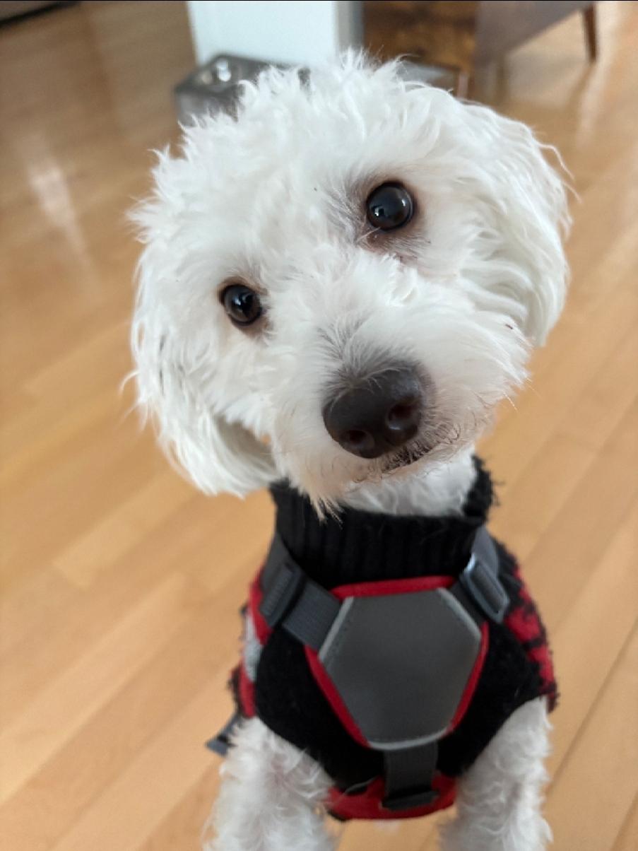 Milo, a ADOPTABLE mixed breed in St John's , NL image 2/6