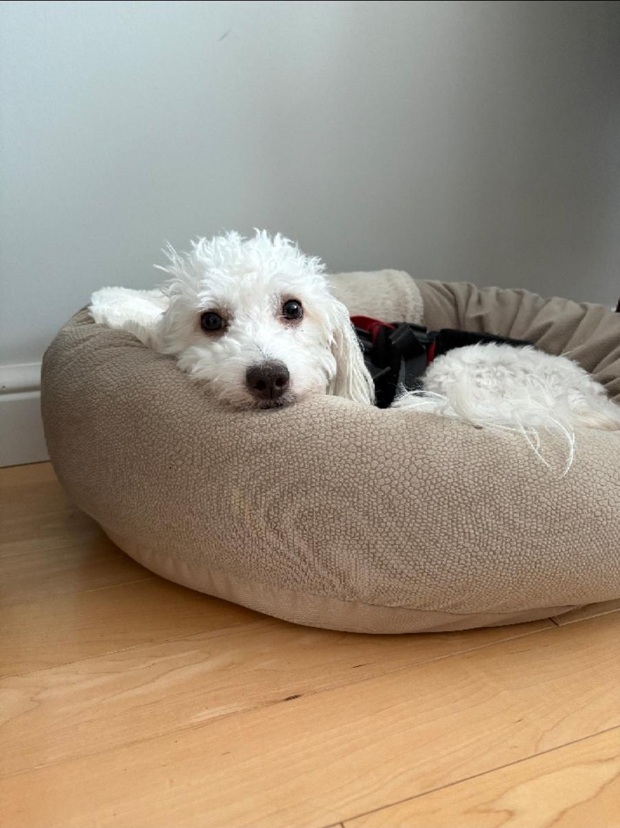 Milo, a ADOPTABLE mixed breed in St John's , NL image 4/6