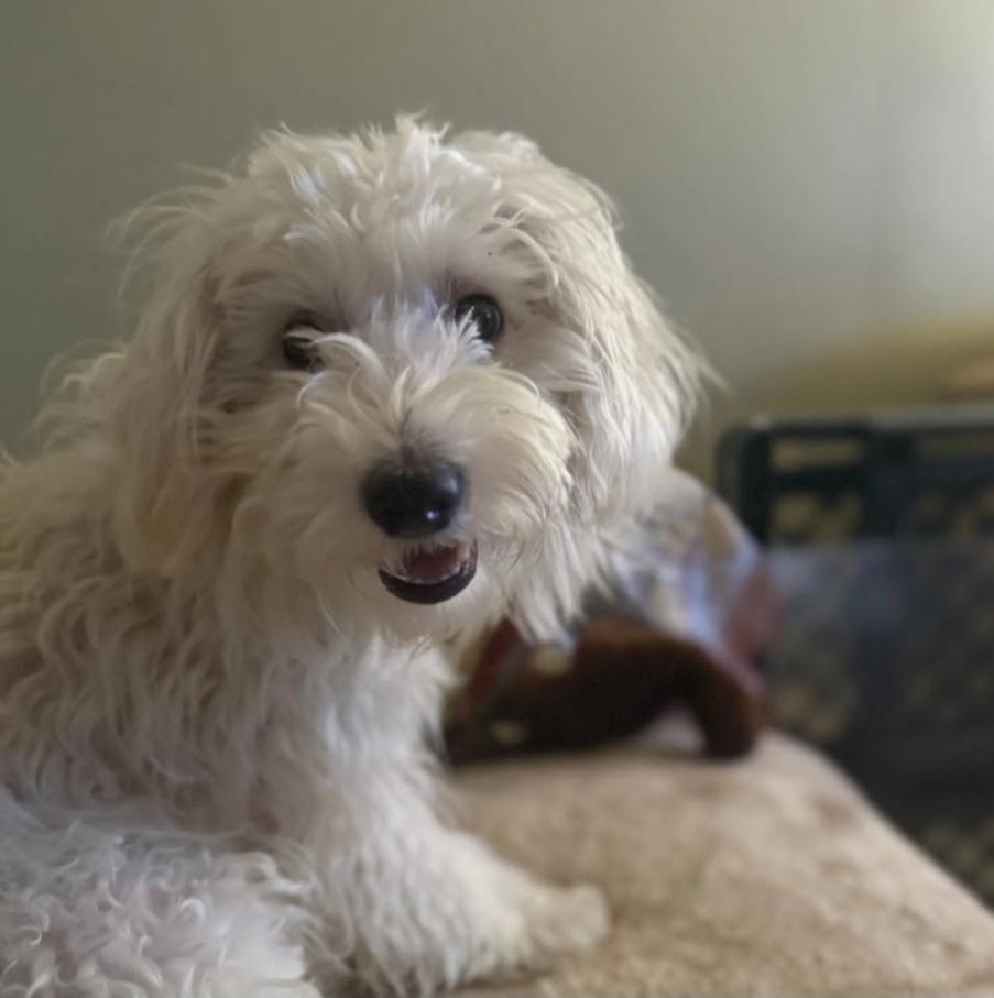 Milo, a ADOPTABLE mixed breed in St John's , NL image 6/6