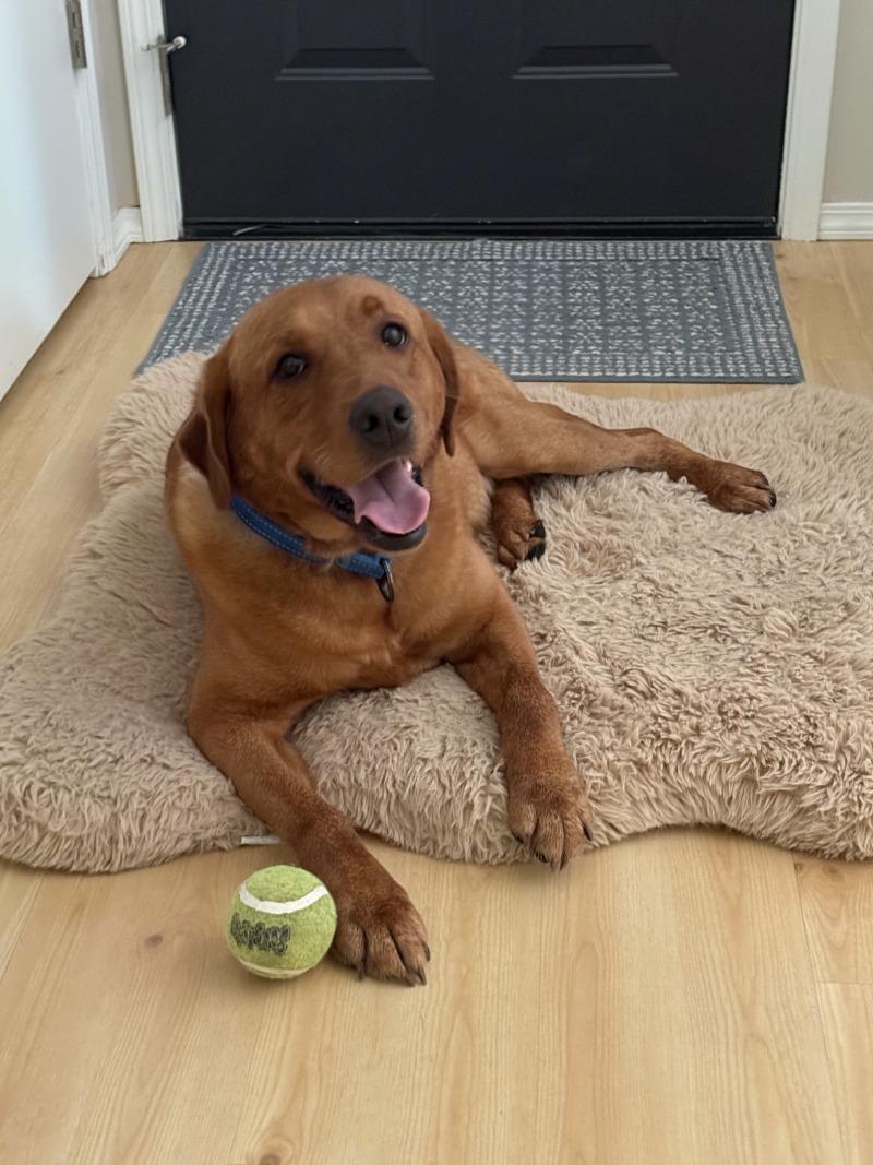 Enlarge Wrangler, a Adoptable mixed breed in North Bend, WA image 1/6