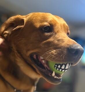 Enlarge Wrangler, a Adoptable mixed breed in North Bend, WA image 4/6