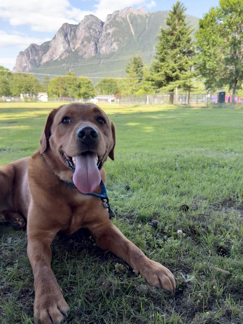 Enlarge Wrangler, a Adoptable mixed breed in North Bend, WA image 5/6
