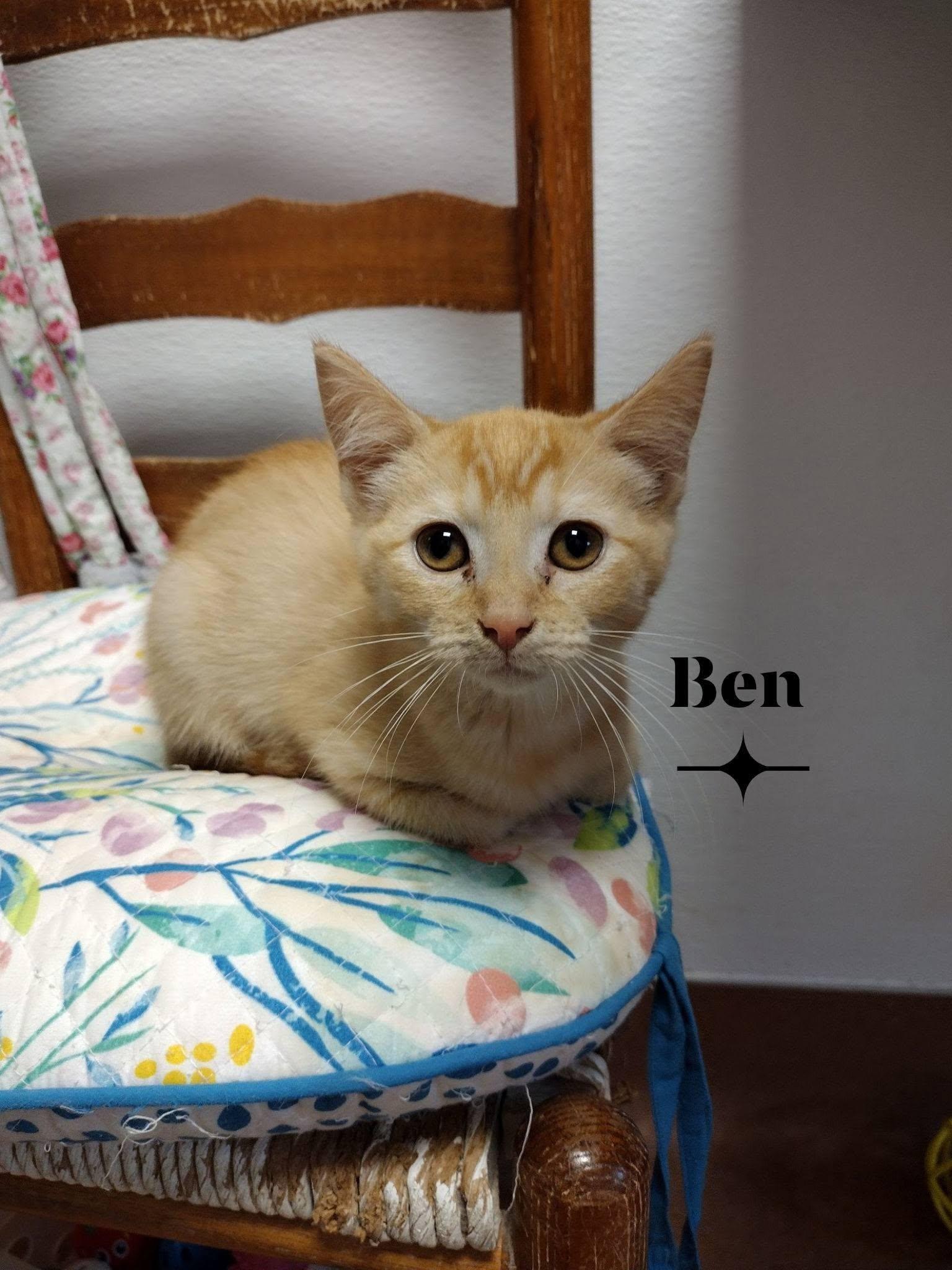 Enlarge Benny, a ADOPTABLE Domestic Short Hair in Monroe, OH image 1/1