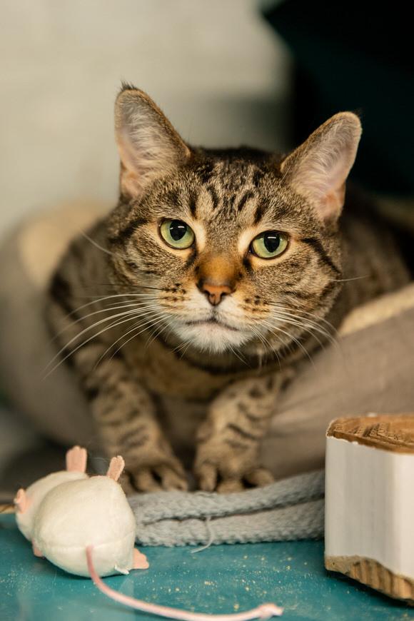 Coleslaw, Adoptable, Adult Female Domestic Short Hair.