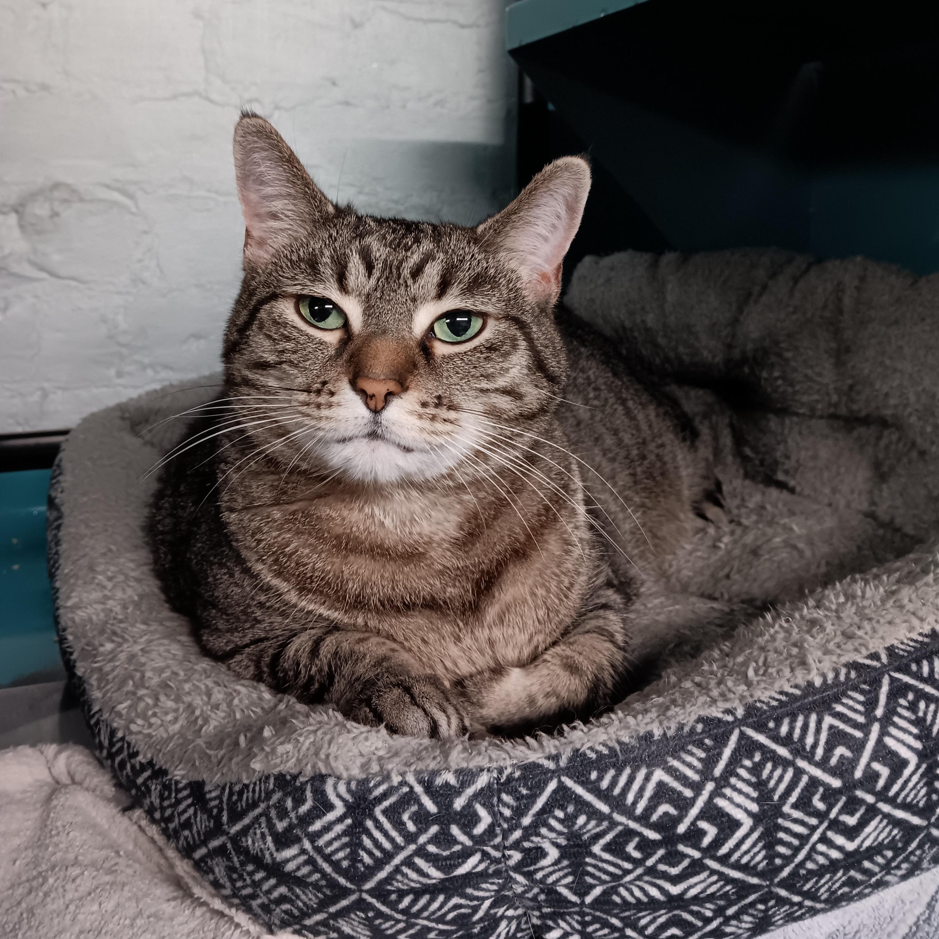 Coleslaw, Adoptable, Adult Female Domestic Short Hair.