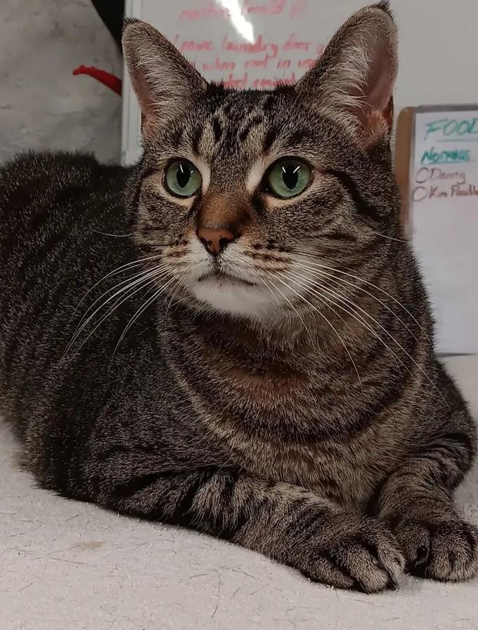 Enlarge Coleslaw, a Adoptable Domestic Short Hair in Dayton, OH image 3/3