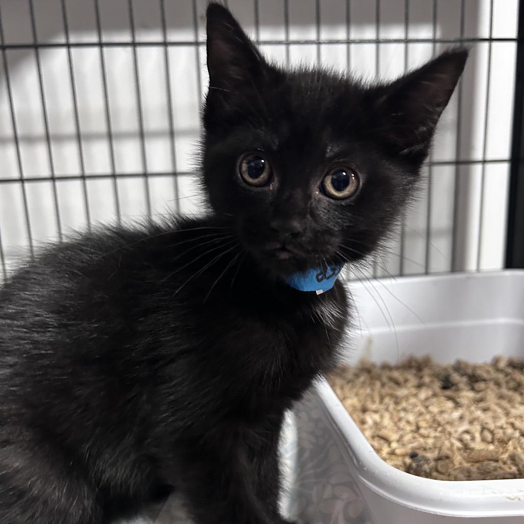 Enlarge Budweiser, a Adoptable Domestic Short Hair in Fredericksburg, VA image 1/1