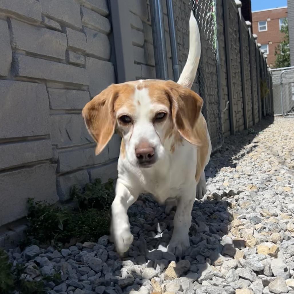 Payton, a Adoptable Beagle in St. Louis, MO image 1/6