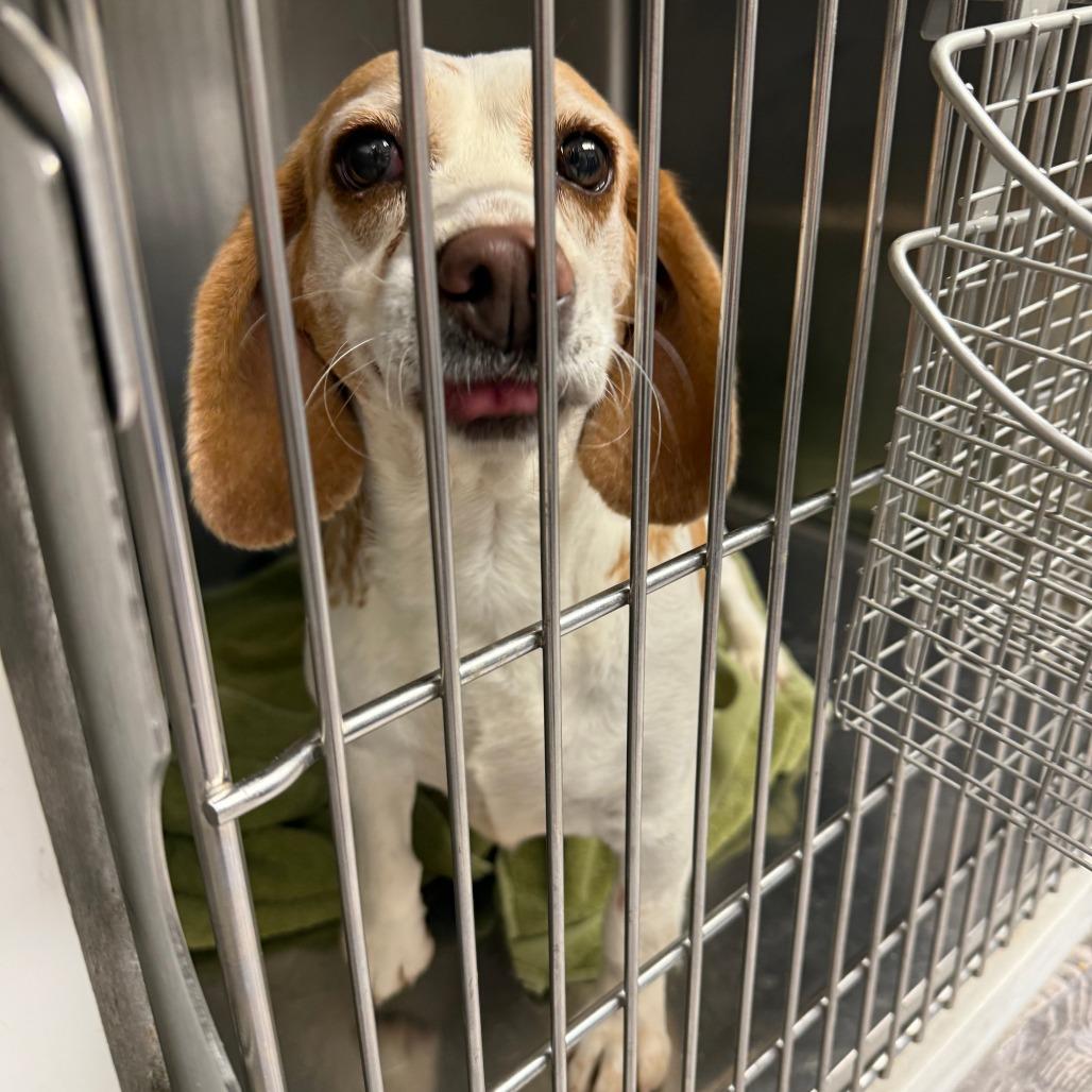Payton, Adoptable, Adult Female Beagle.