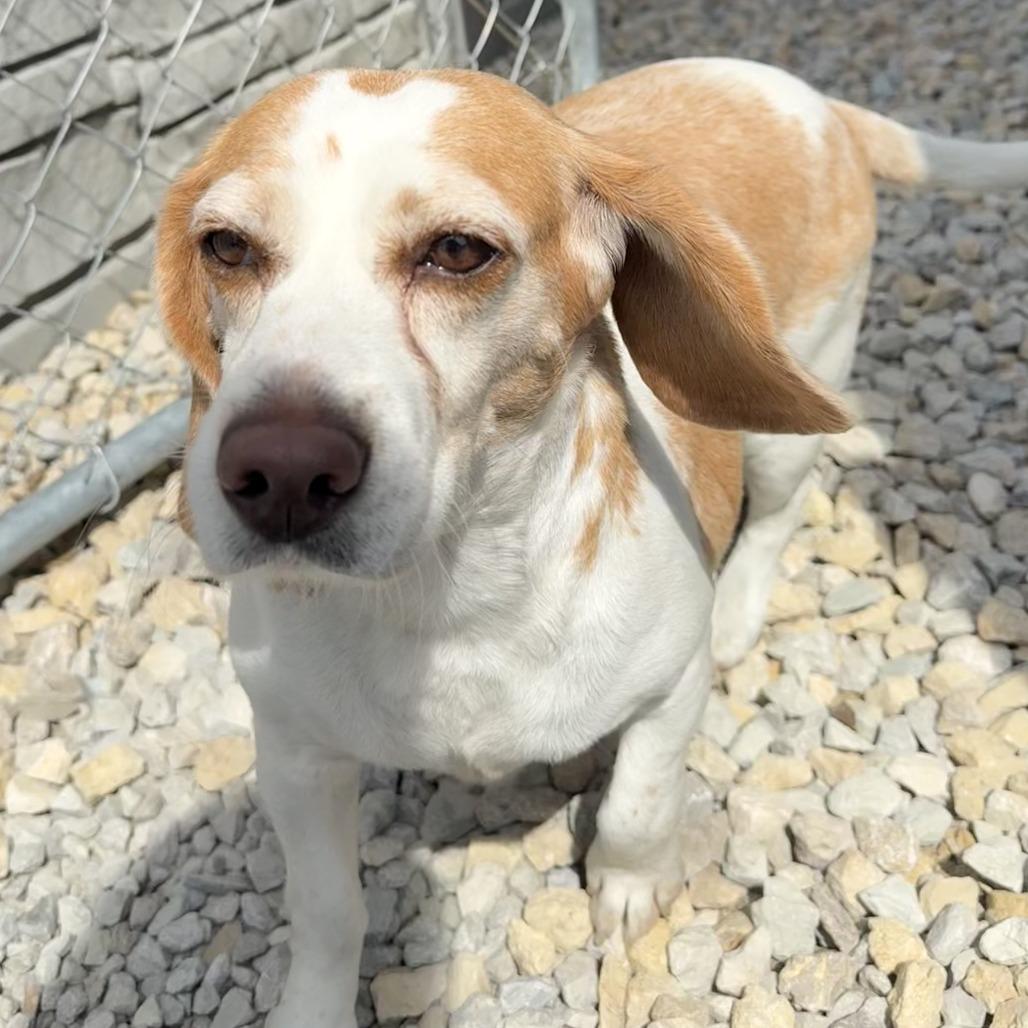 Enlarge Payton, a Adoptable Beagle in St. Louis, MO image 1/4