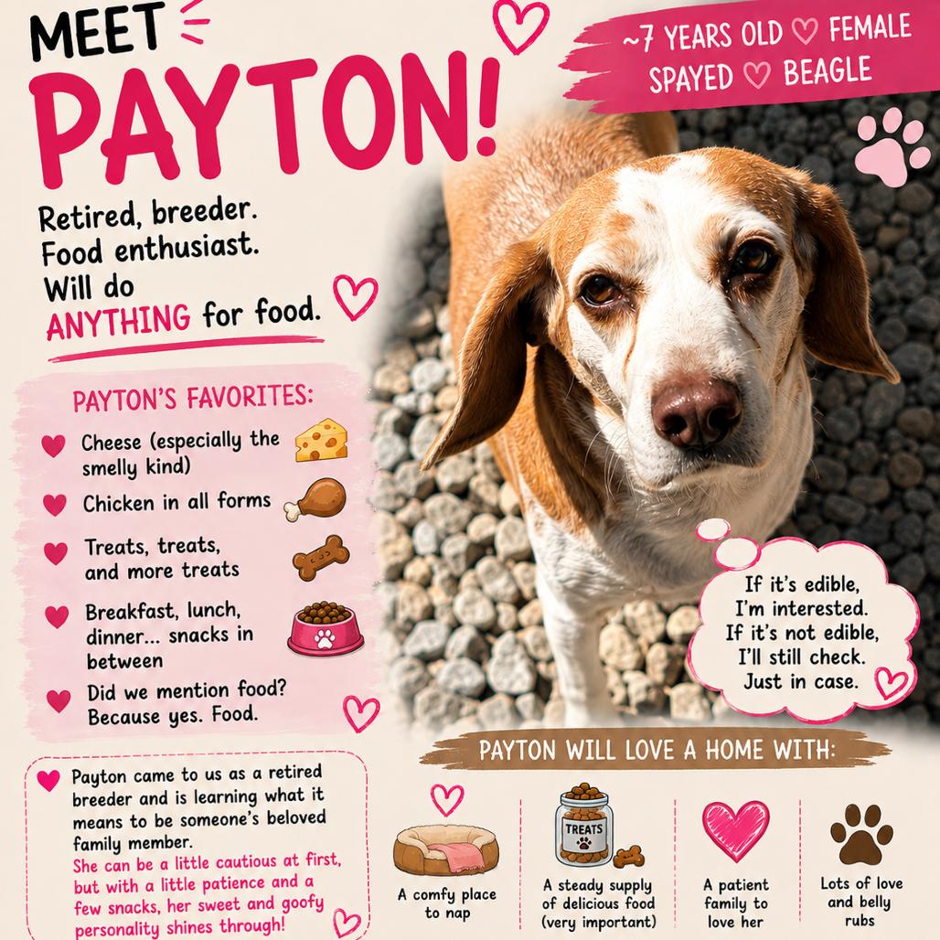 Enlarge Payton, a Adoptable Beagle in St. Louis, MO image 1/6