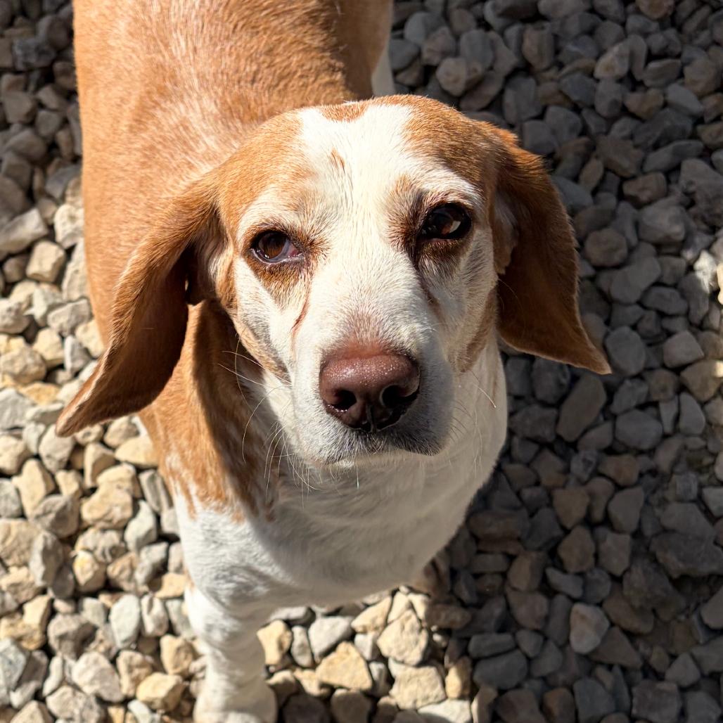 Payton, Adoptable, Senior Female Beagle.