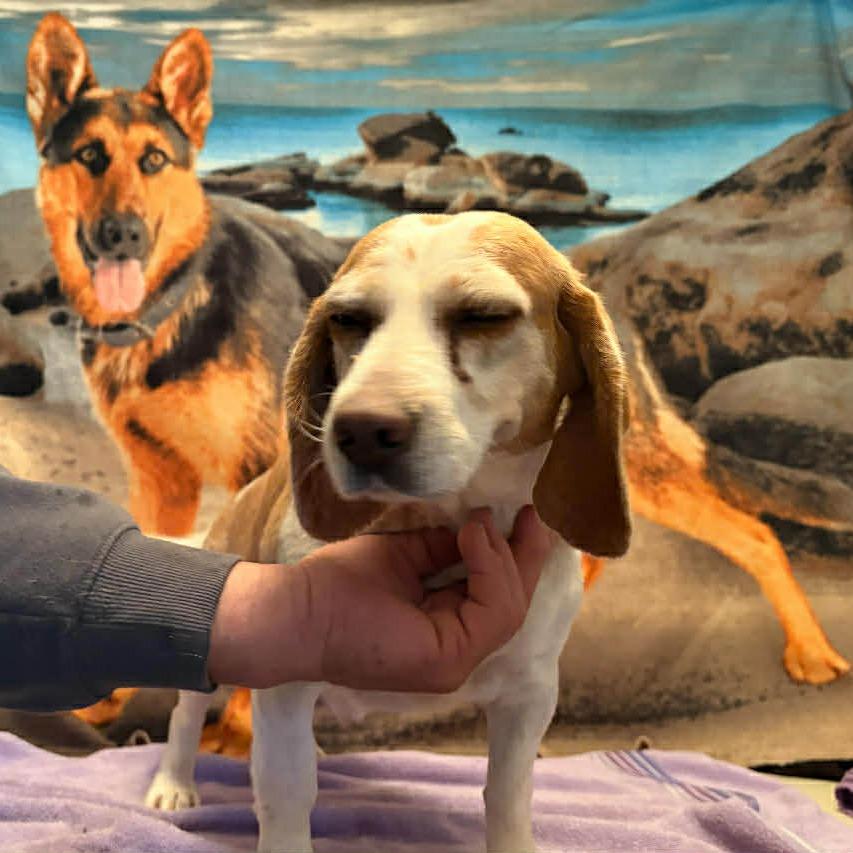 Enlarge Payton, a Adoptable Beagle in St. Louis, MO image 3/4