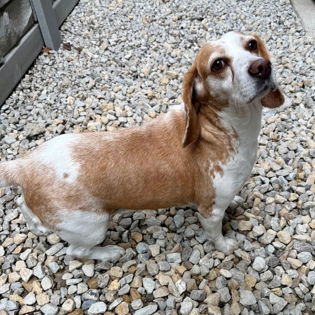 Enlarge Payton, a Adoptable Beagle in St. Louis, MO image 3/4