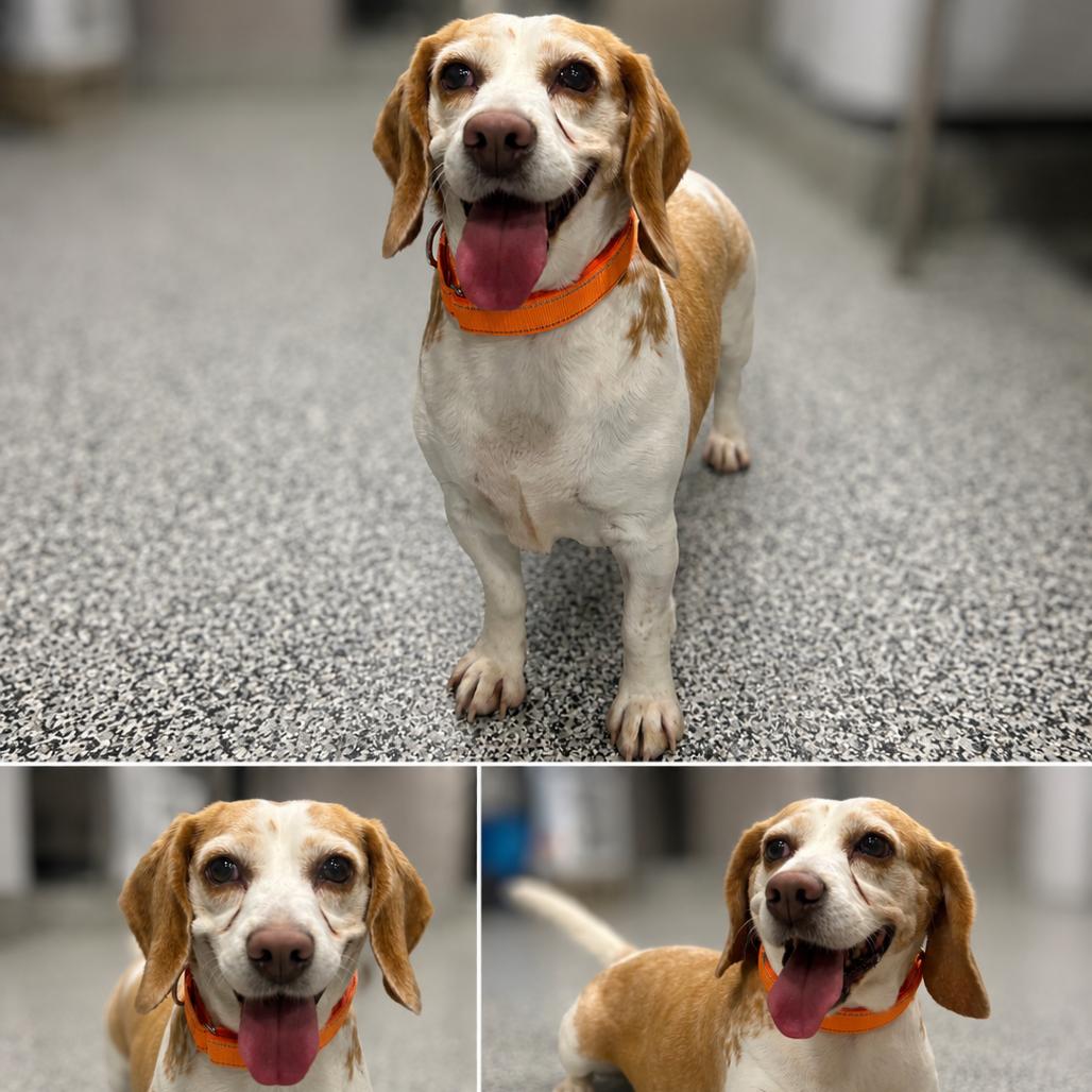 Enlarge Payton, a Adoptable Beagle in St. Louis, MO image 2/6