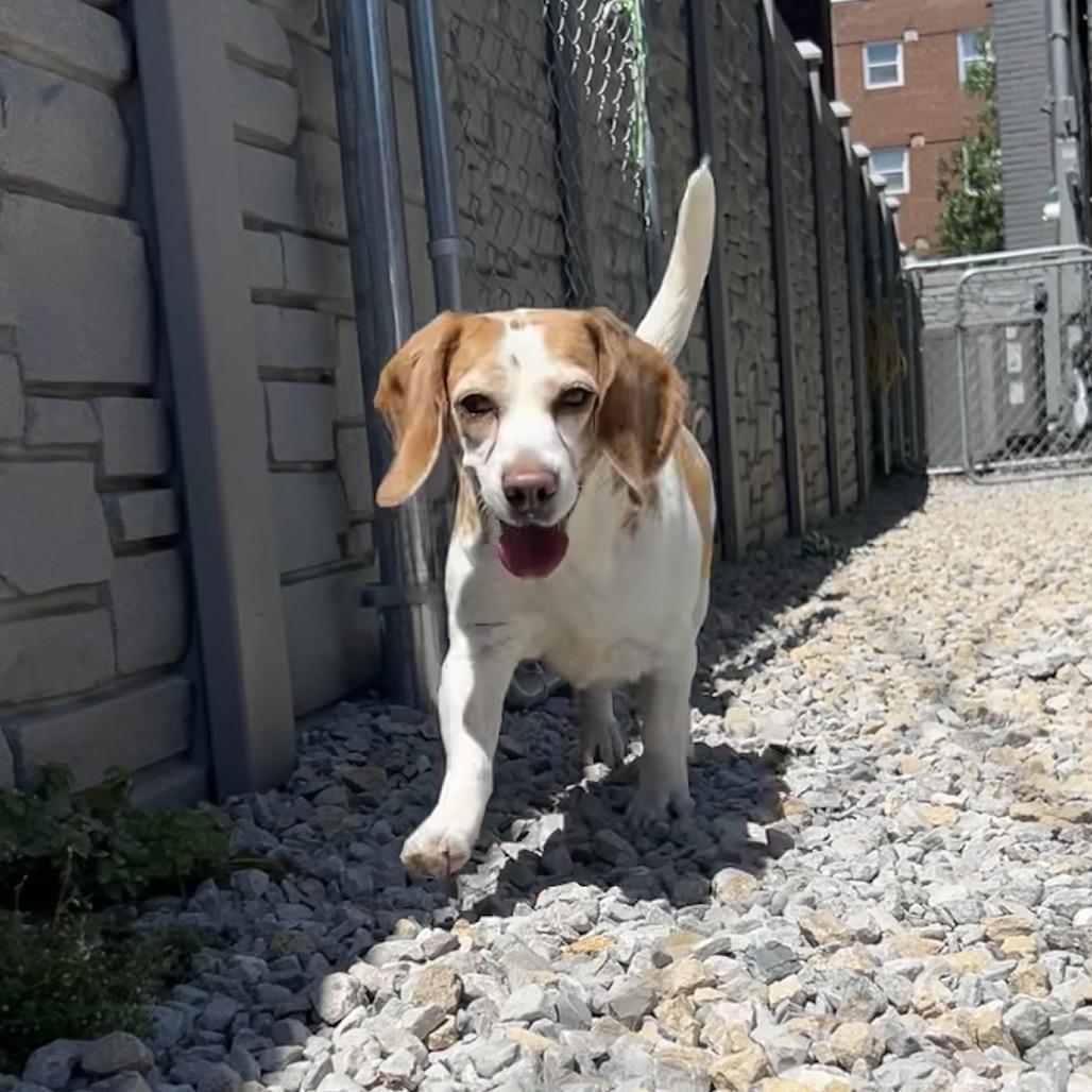 Payton, a Adoptable Beagle in St. Louis, MO image 3/6