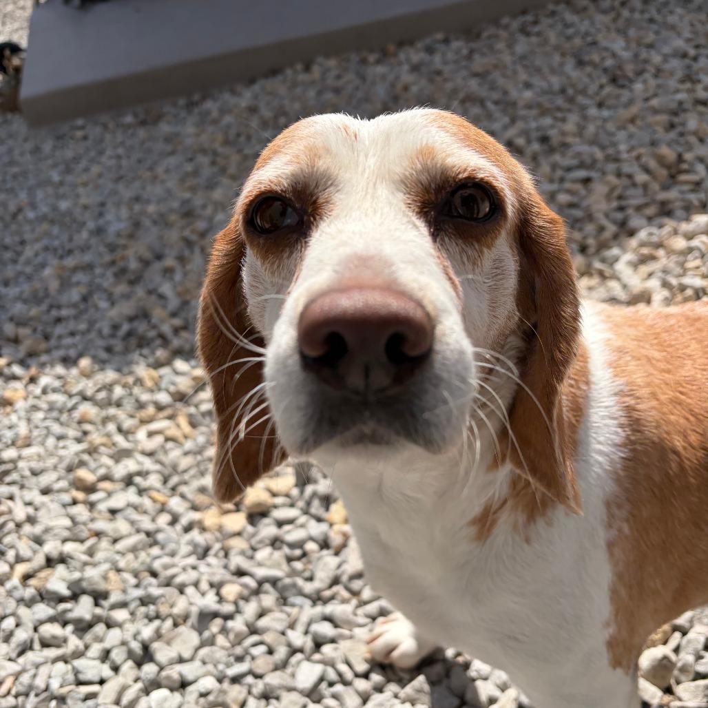 Enlarge Payton, a Adoptable Beagle in St. Louis, MO image 4/4