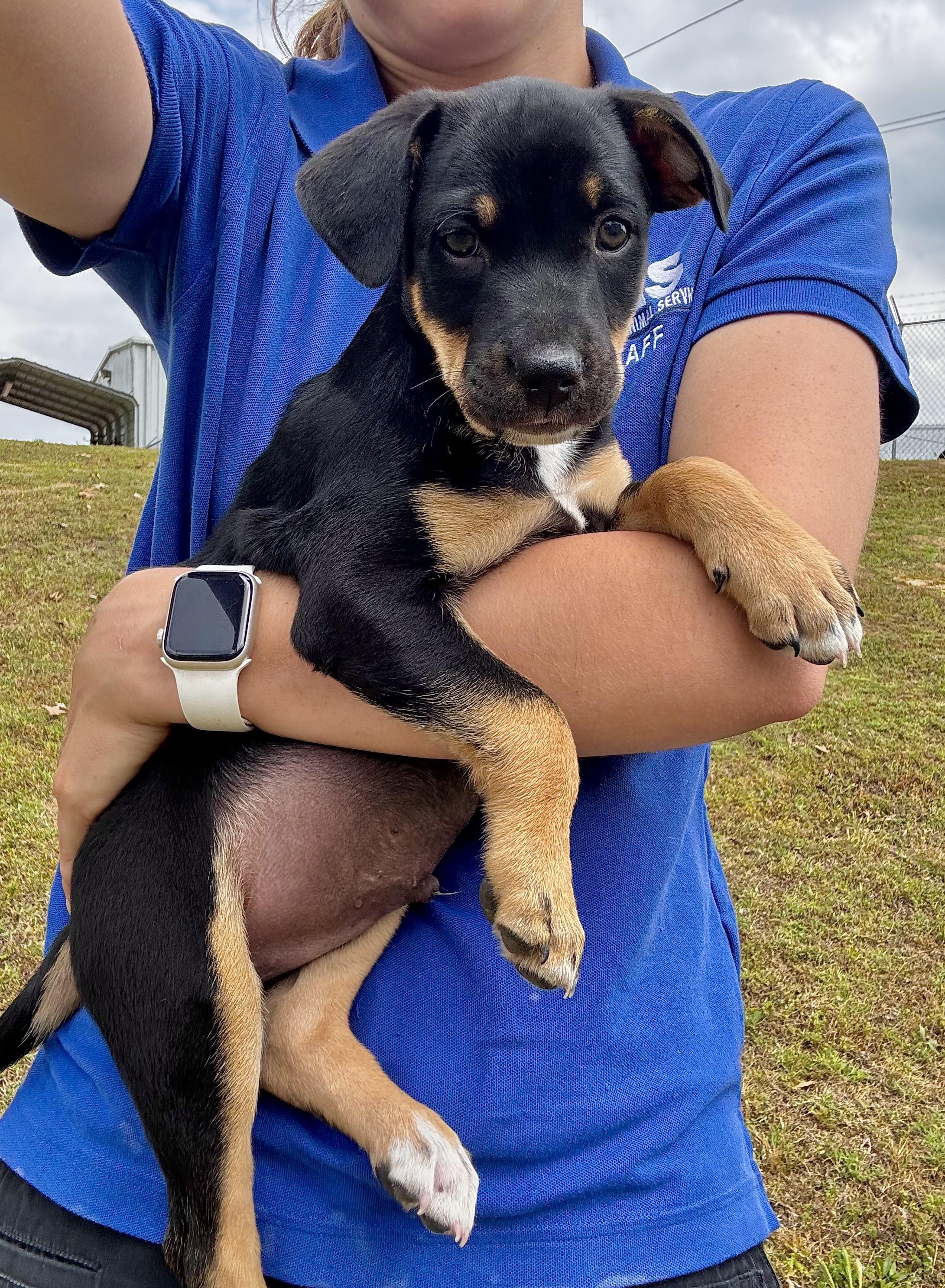 Enlarge Teddy, a Adoptable Mixed Breed in Collierville, TN image 1/2
