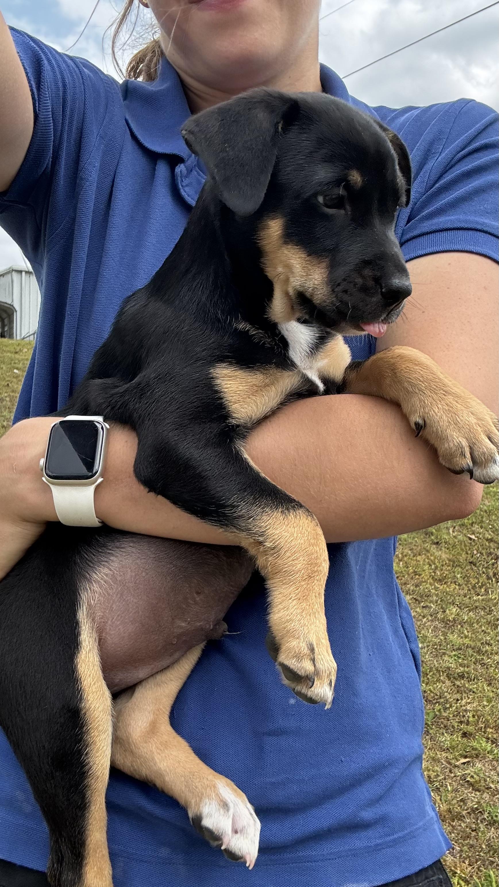 Enlarge Teddy, a Adoptable Mixed Breed in Collierville, TN image 2/2