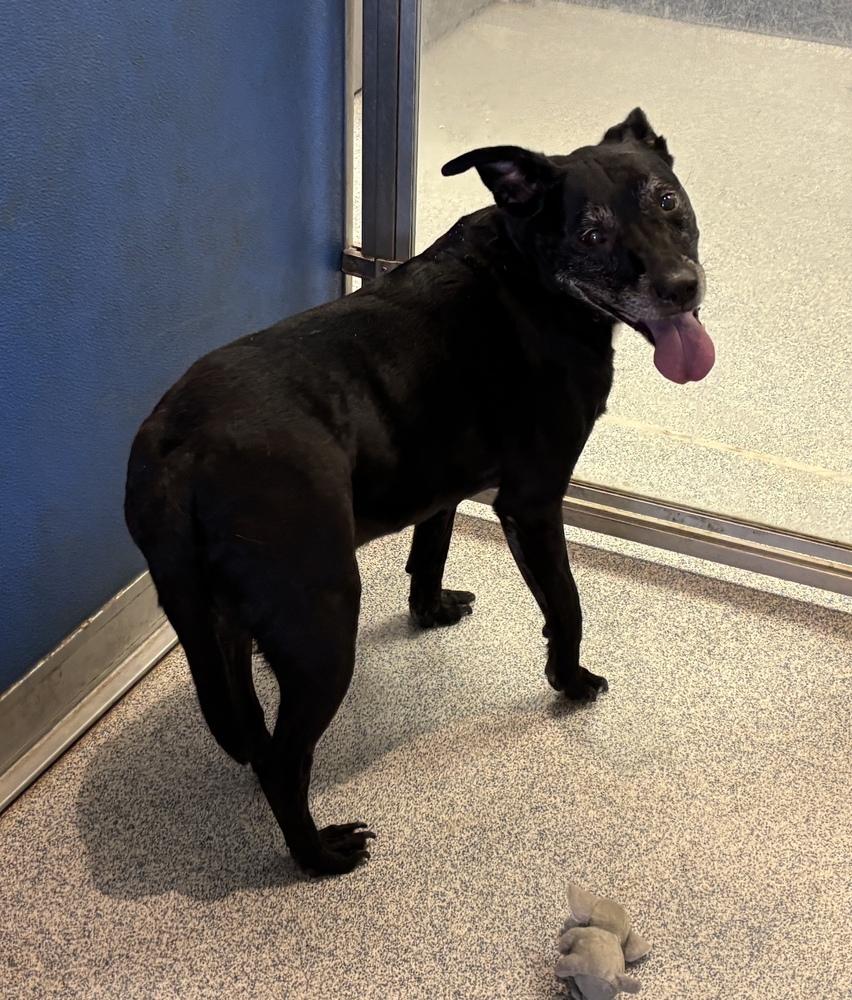 Enlarge Finley, a Adoptable mixed breed in Bartlesville, OK image 1/1