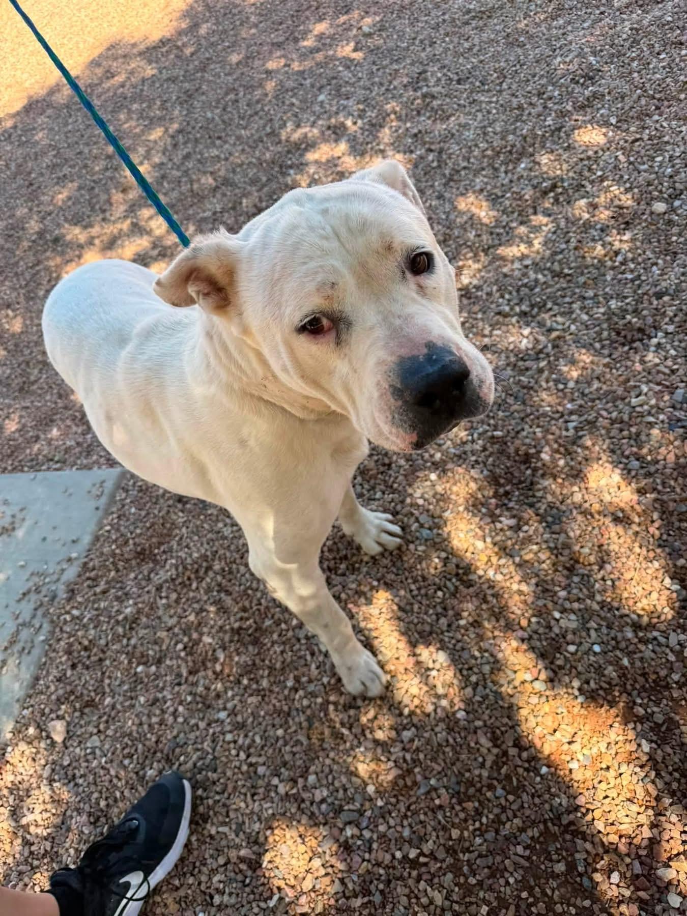 Enlarge Nugget, a Adoptable Pit Bull Terrier in Sierra Vista, AZ image 1/1