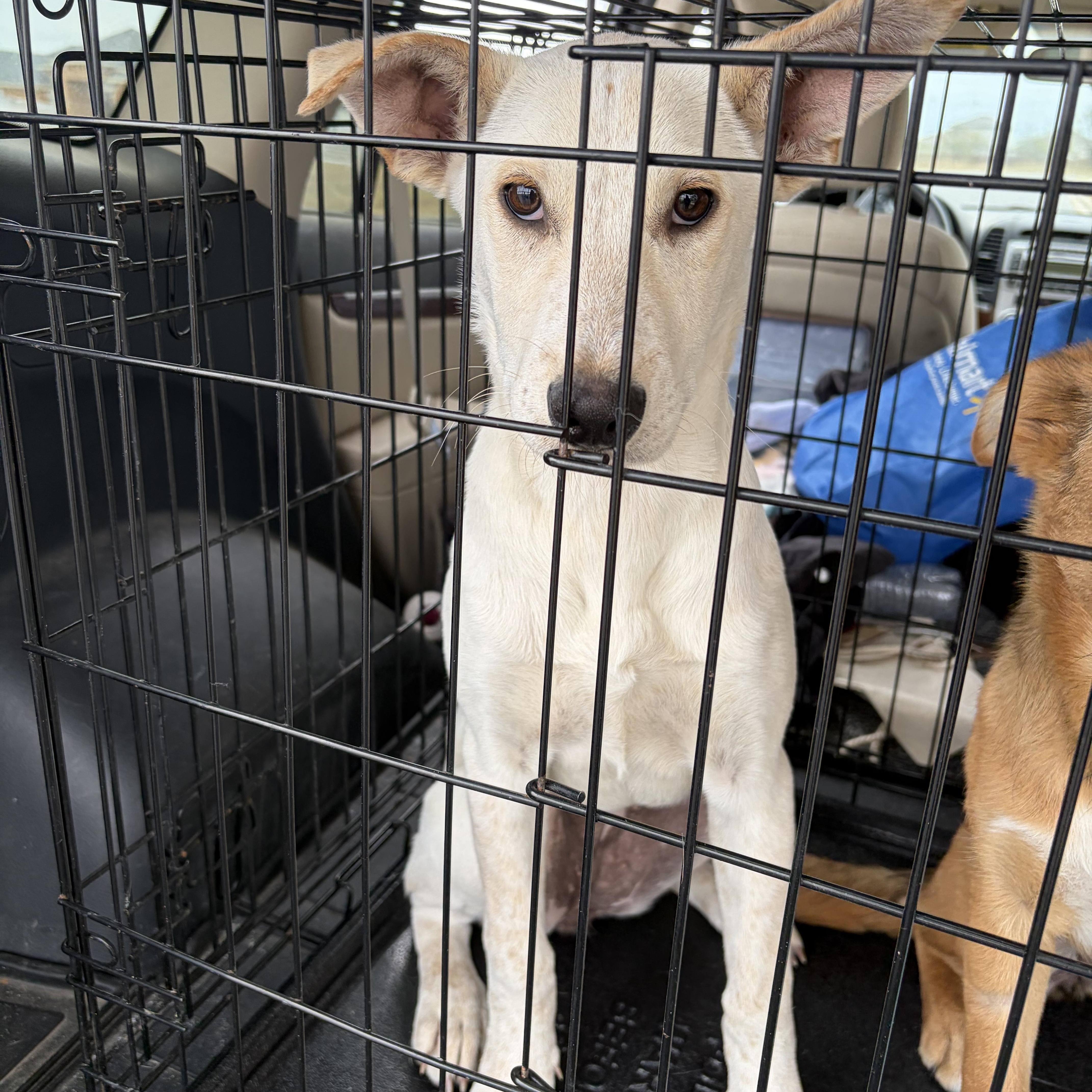 Louise — thumbnail 5