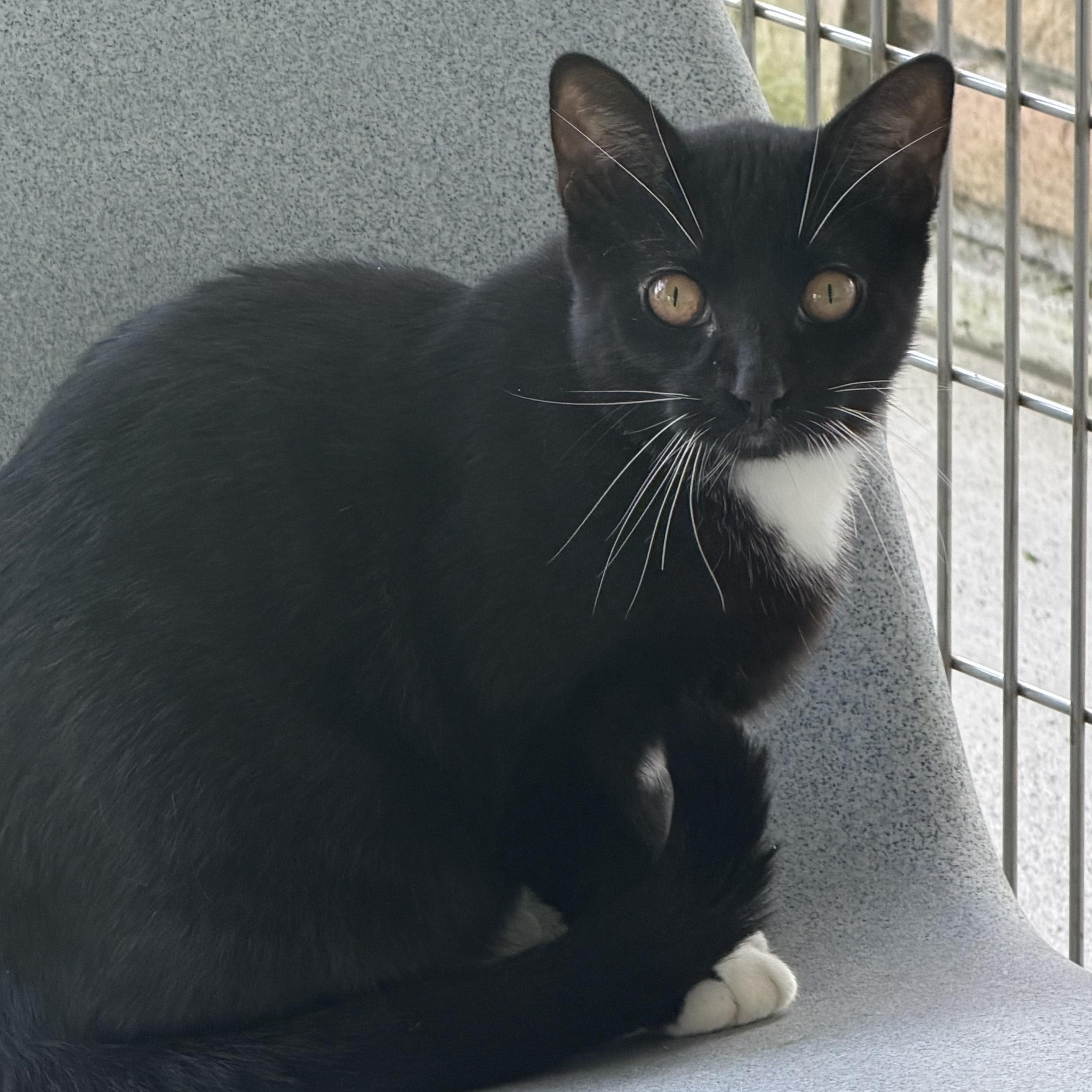Enlarge Edeline, a Adoptable Domestic Short Hair in Cooperstown, NY image 2/2