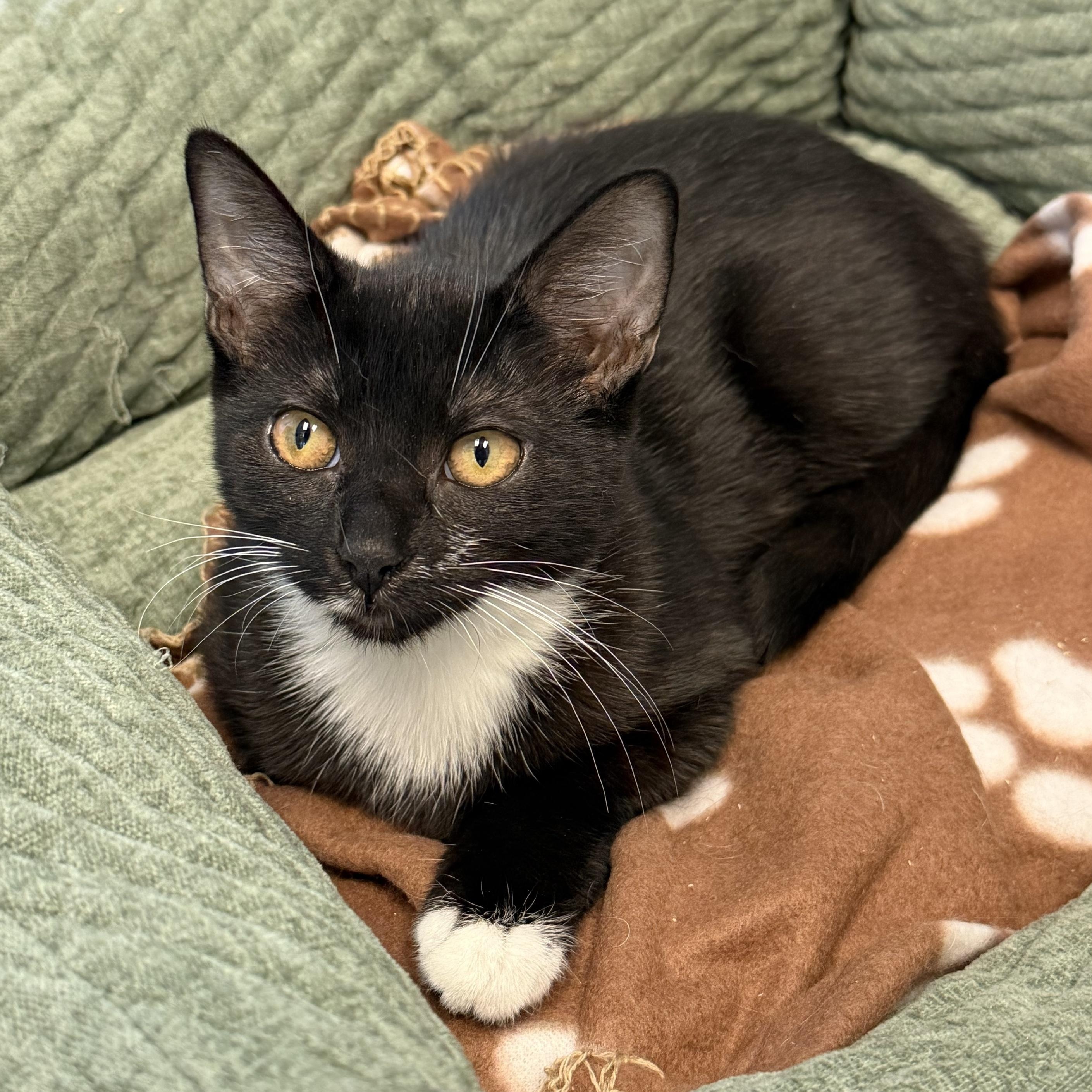 Edeline, ADOPTABLE, Kitten Female Domestic Short Hair.