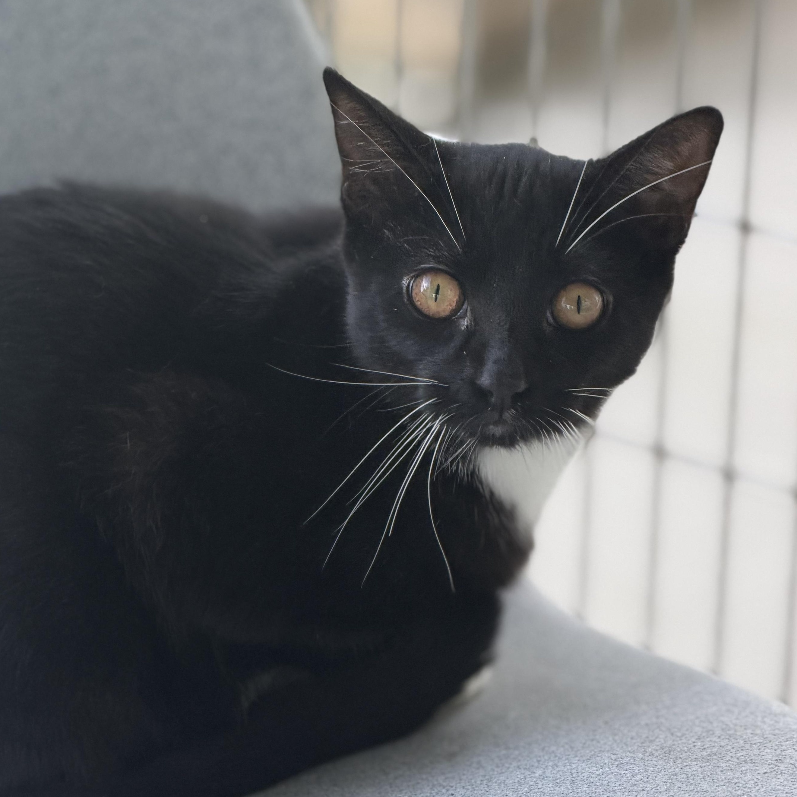 Enlarge Edeline, a Adoptable Domestic Short Hair in Cooperstown, NY image 1/2