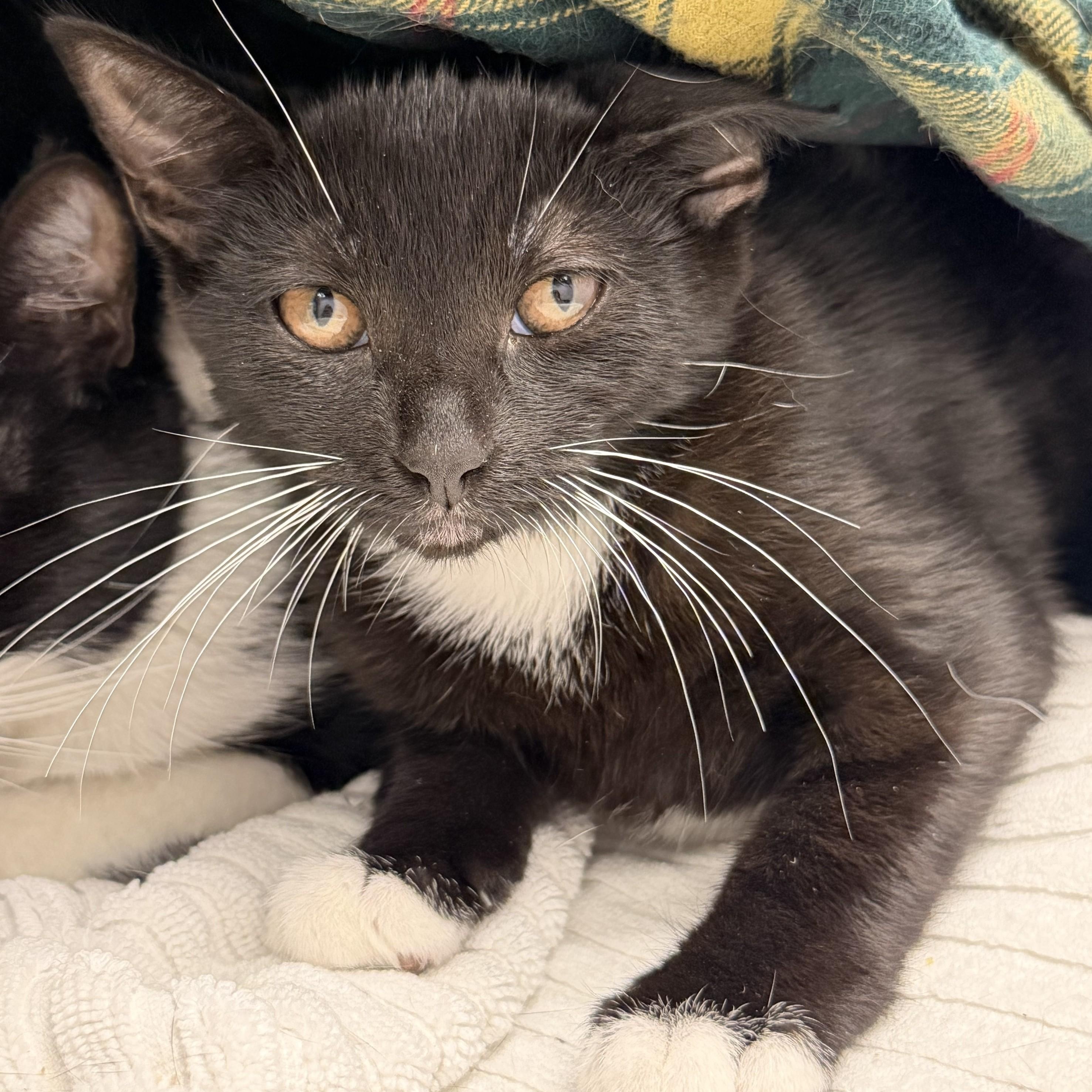 Edeline, a ADOPTABLE Domestic Short Hair in Cooperstown, NY image 2/2