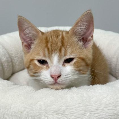 BoBo, adopted, Kitten Male Domestic Short Hair & American Shorthair.