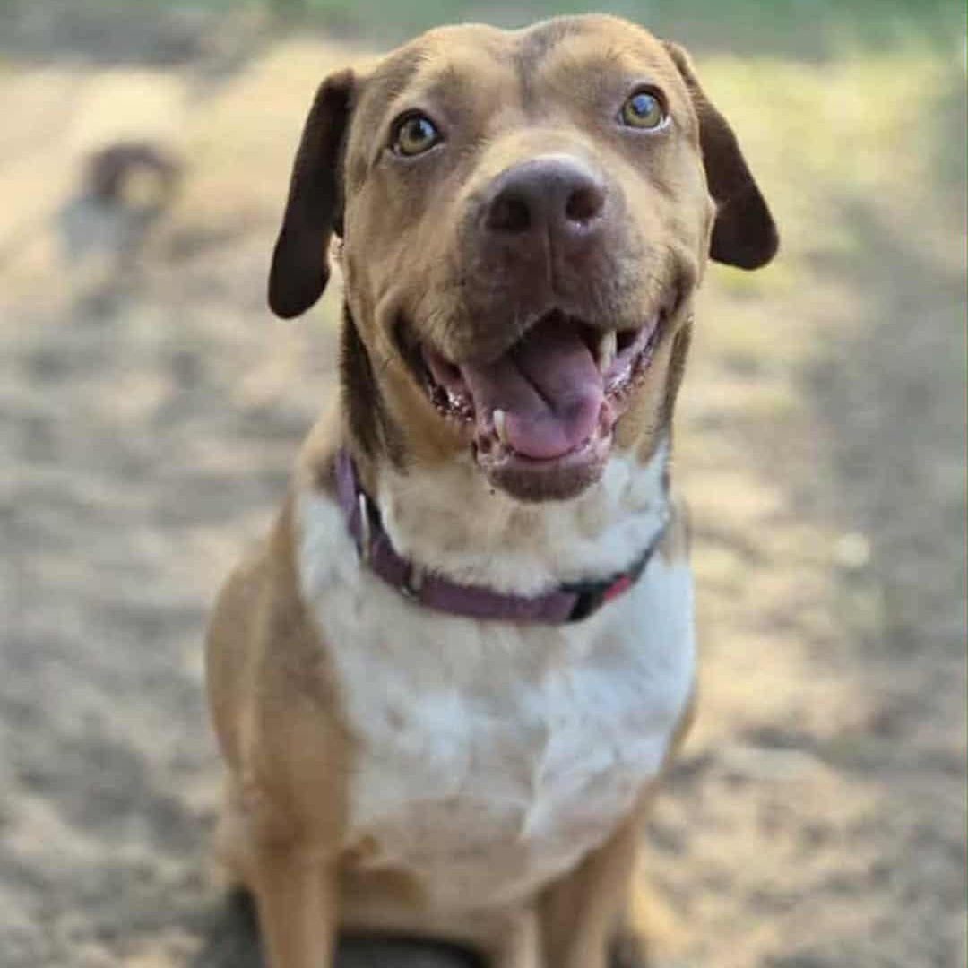Enlarge CANELITA, a Adoptable mixed breed in Boise, ID image 3/6