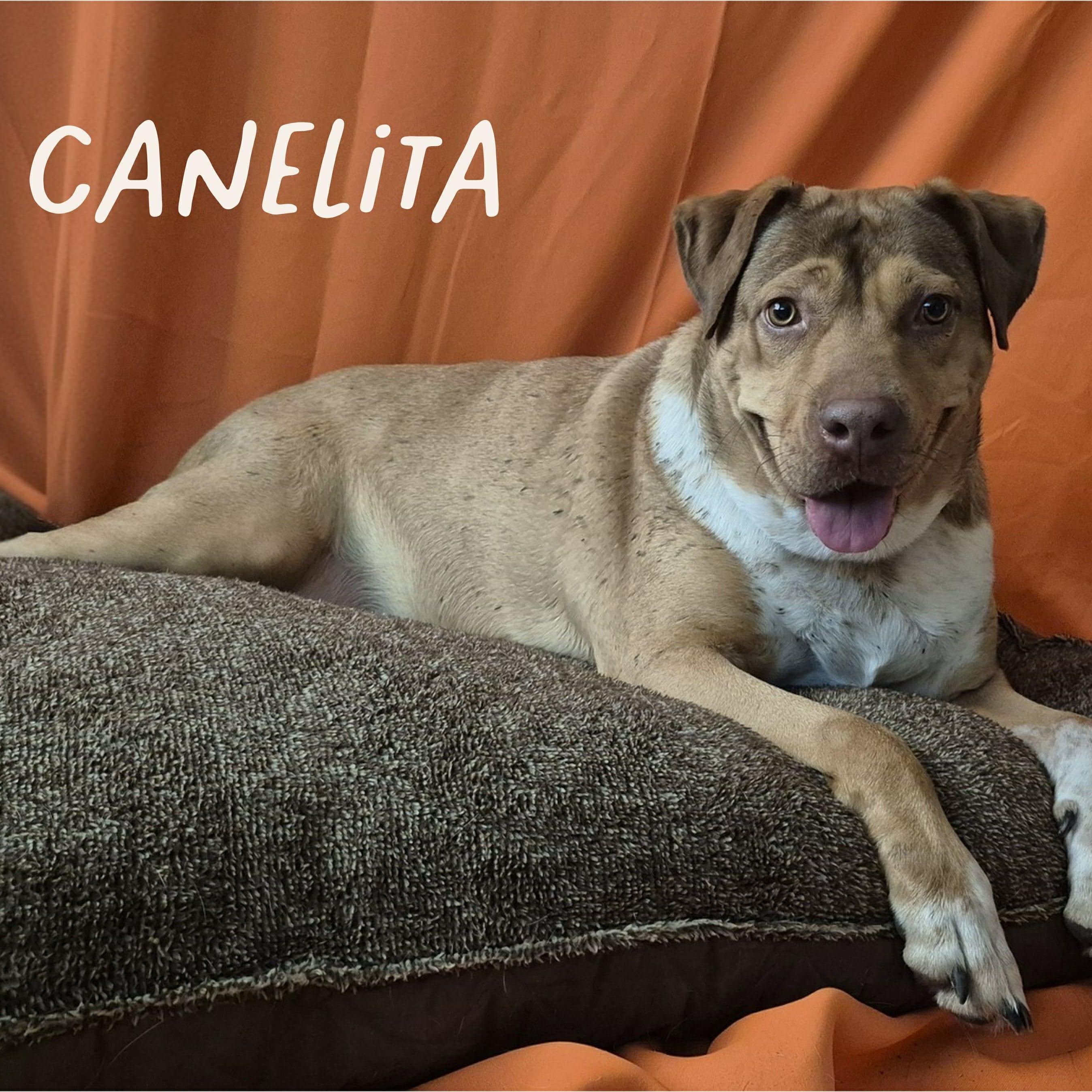 Enlarge CANELITA, a Adoptable mixed breed in Boise, ID image 1/6