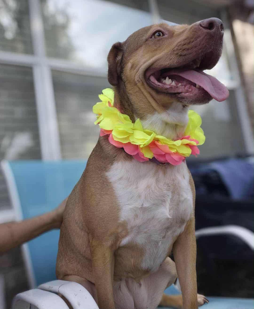 Enlarge CANELITA, a Adoptable mixed breed in Boise, ID image 6/6