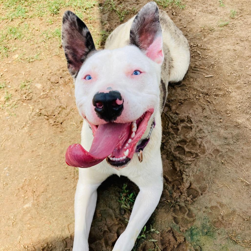 Dottie, Adoptable, Adult Female Pit Bull Terrier & Mixed Breed.