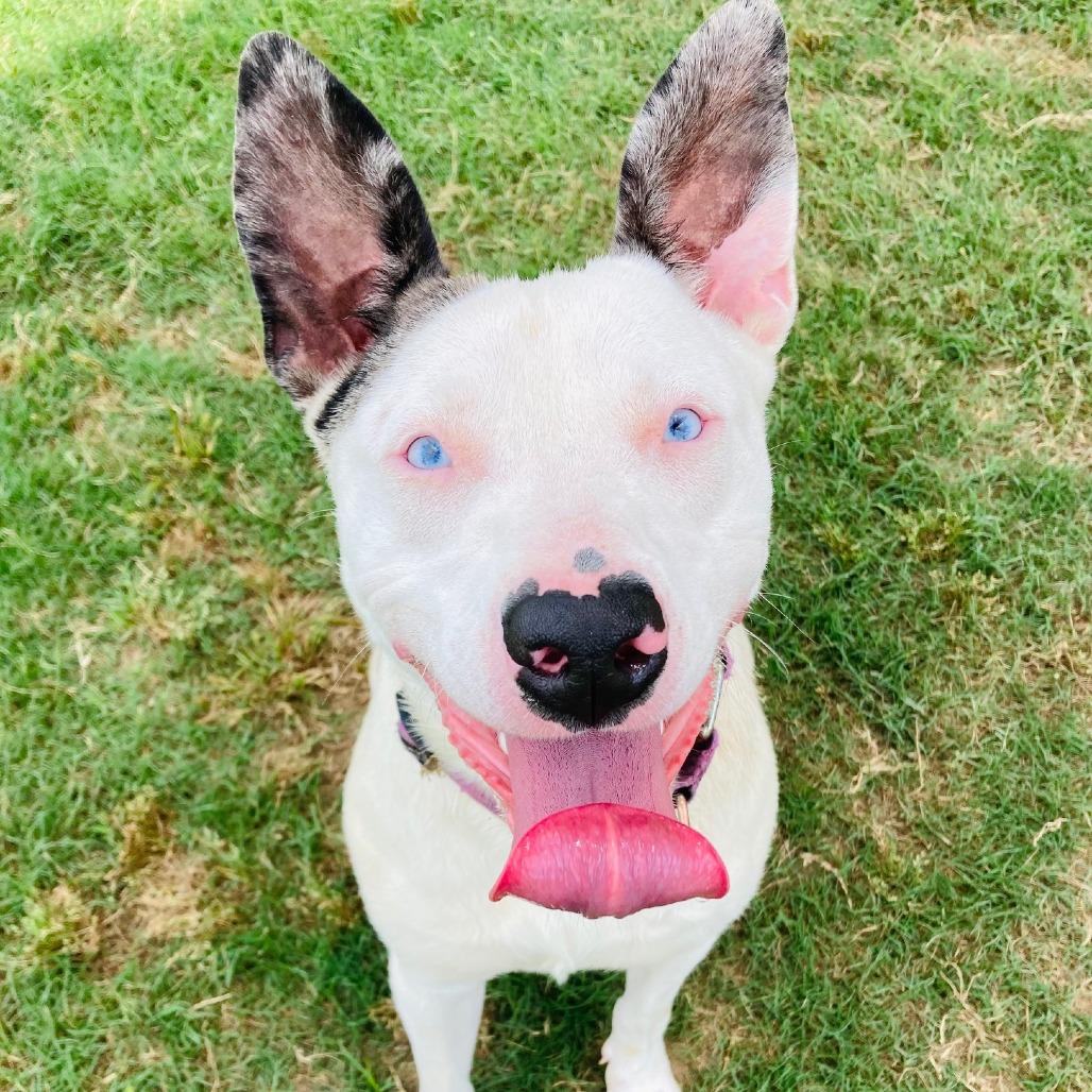 Dottie, a Adoptable mixed breed in Cabot, AR image 2/4