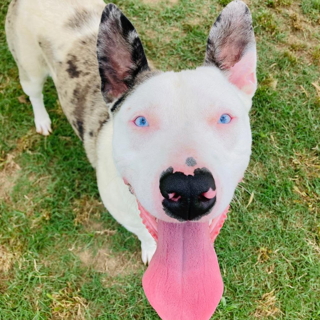 Dottie, a Adoptable mixed breed in Cabot, AR image 3/4