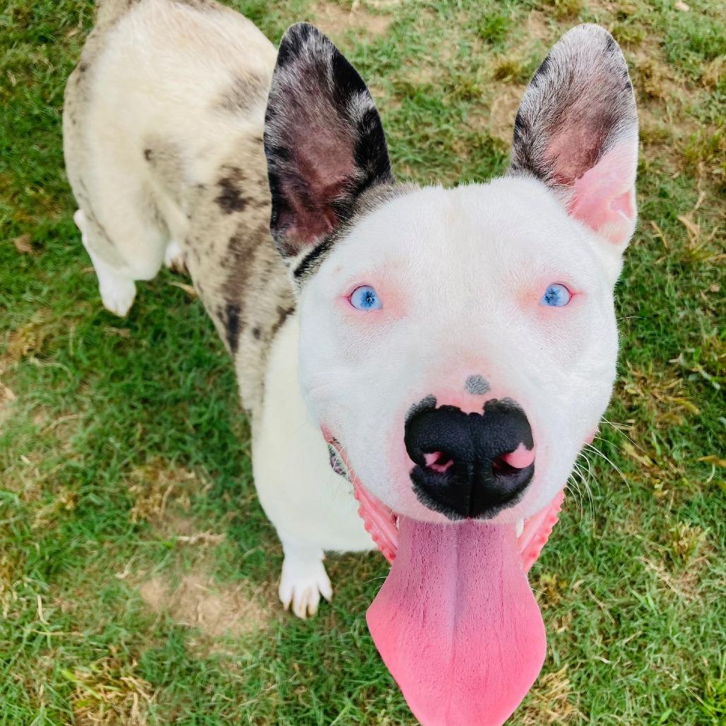 Dottie, a Adoptable mixed breed in Cabot, AR image 4/4