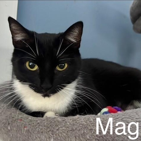 Magpie