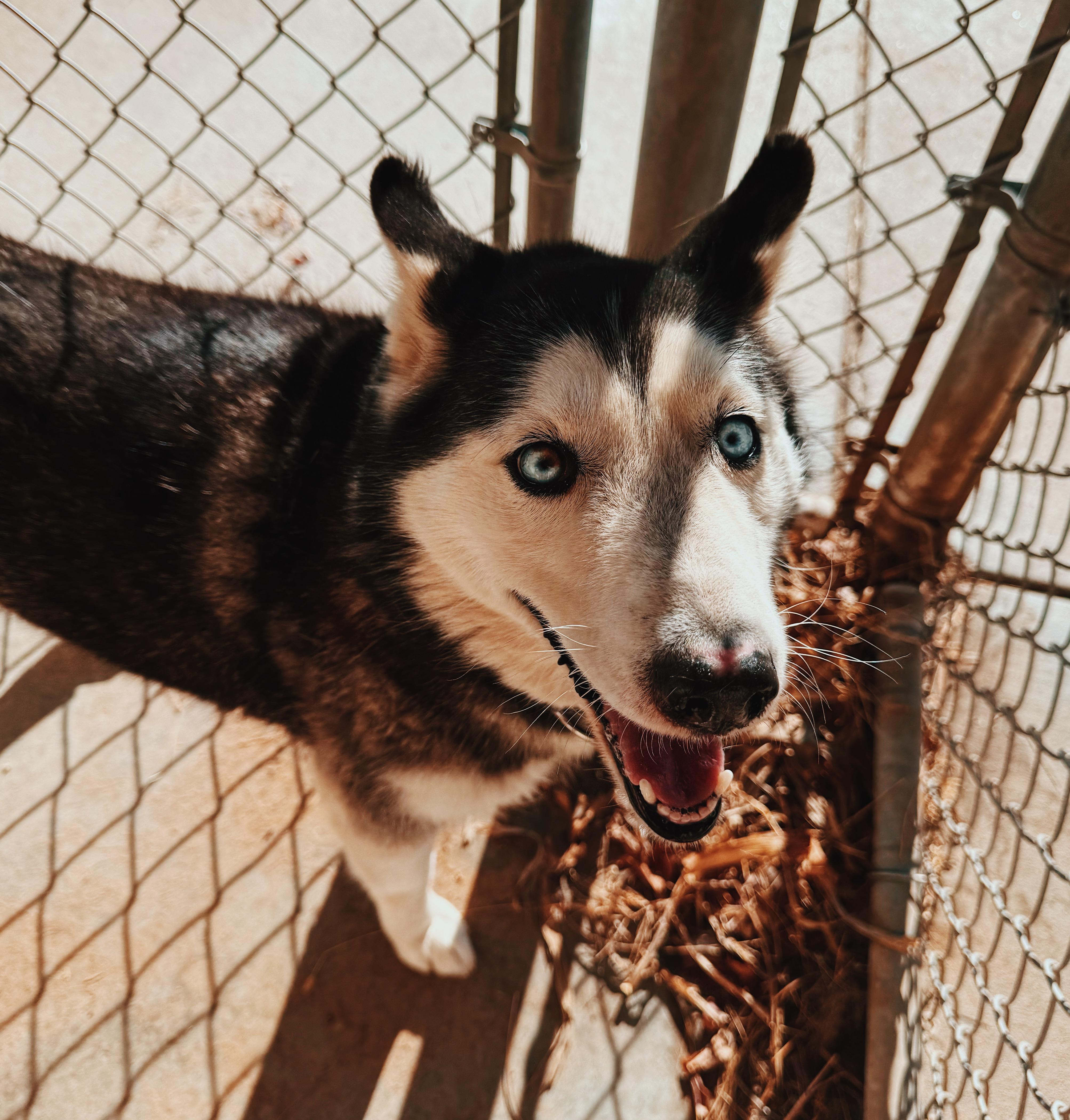 Enlarge Mischka, a ADOPTABLE Siberian Husky in Hays, KS image 2/5