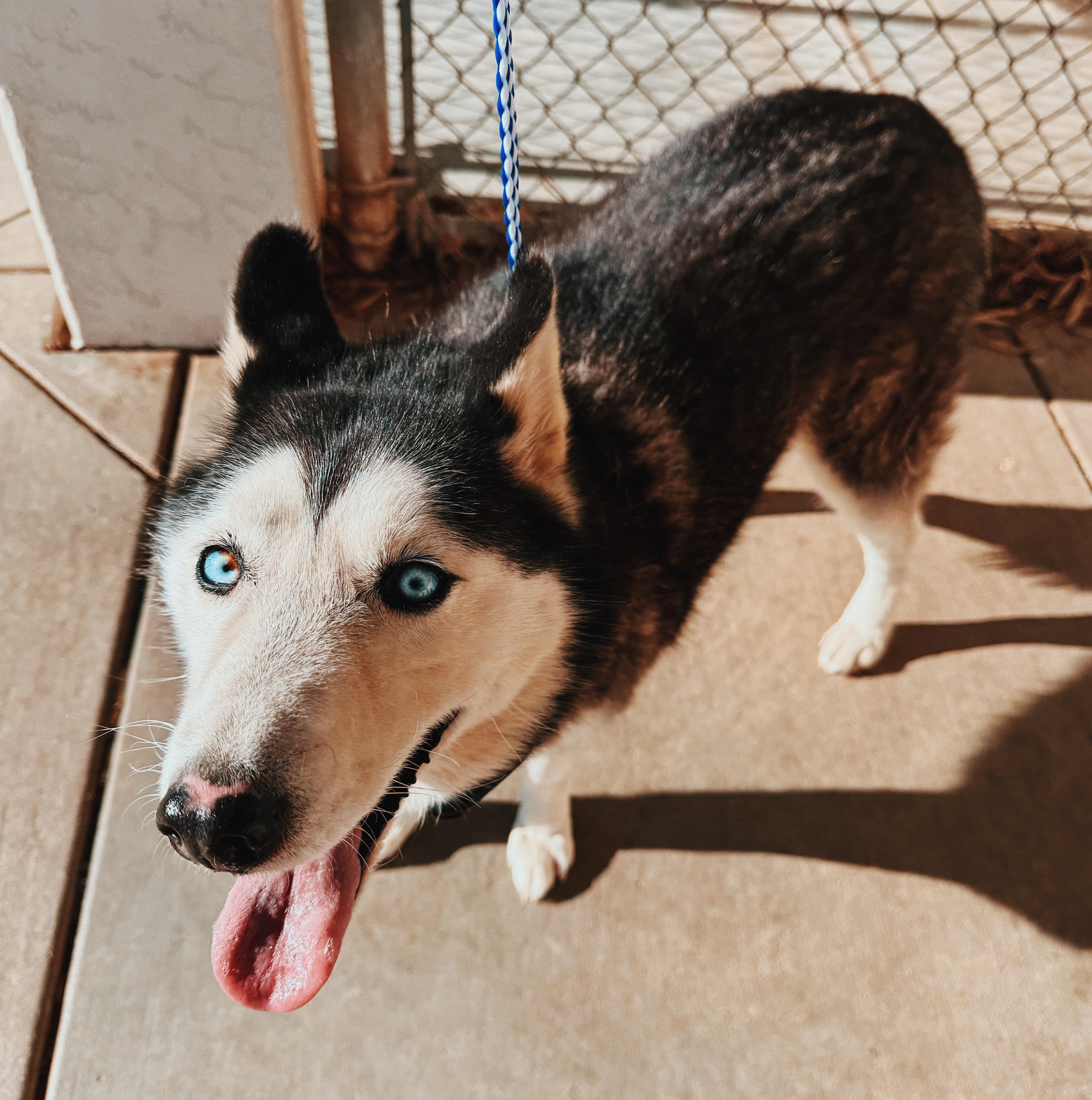 Enlarge Mischka, a ADOPTABLE Siberian Husky in Hays, KS image 3/5