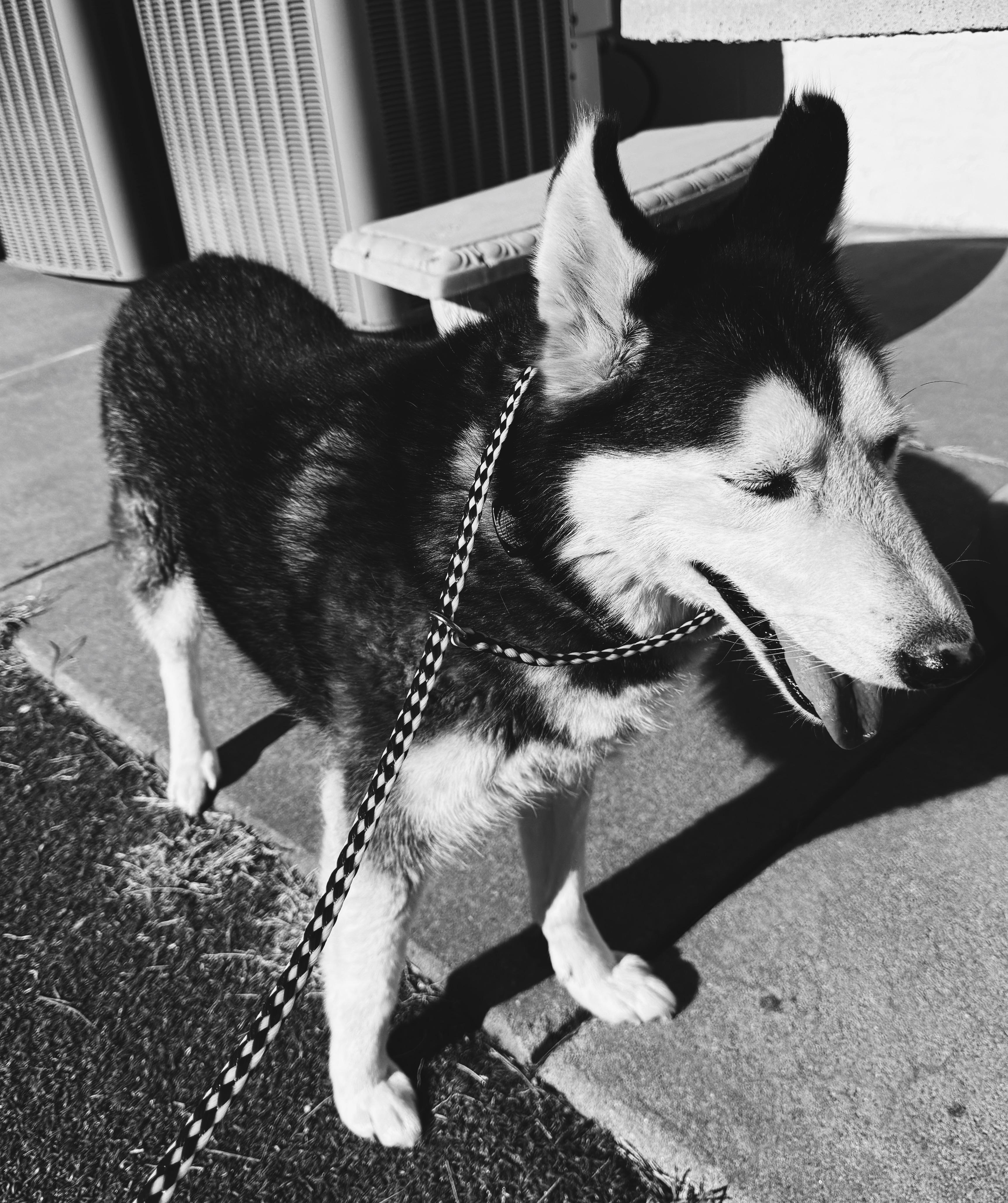 Enlarge Mischka, a ADOPTABLE Siberian Husky in Hays, KS image 5/5