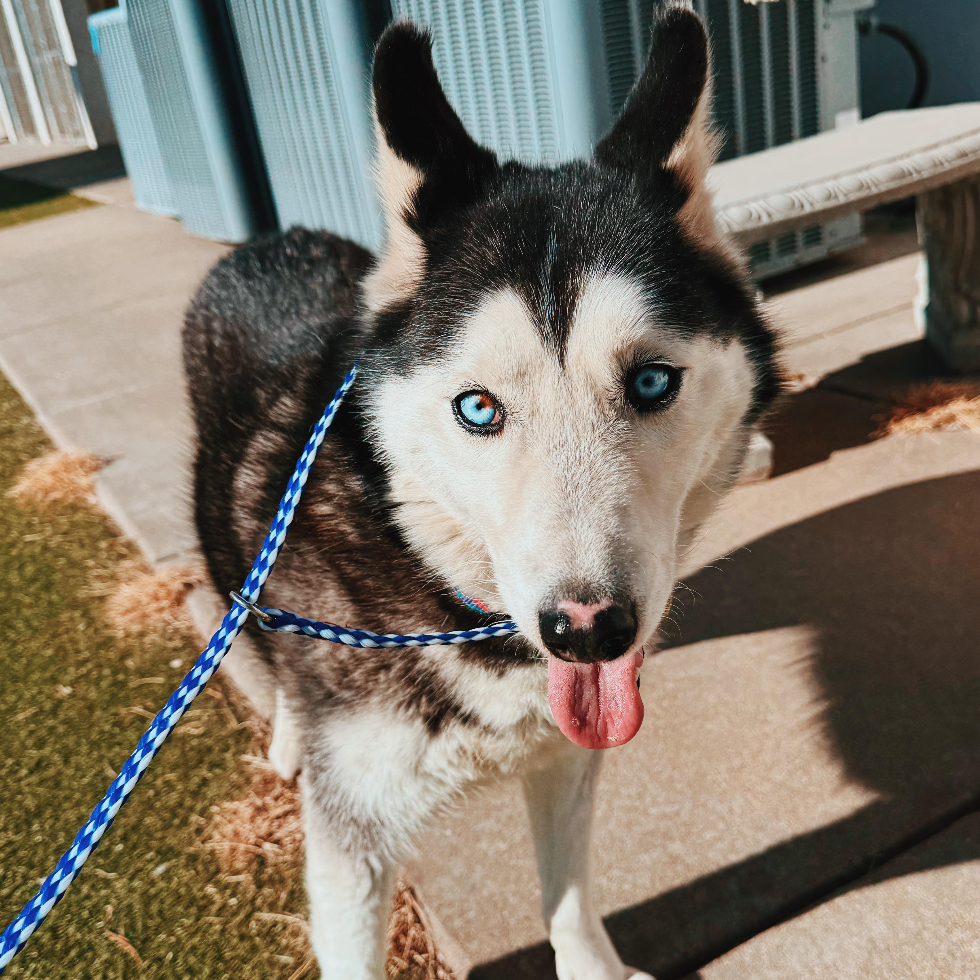 Enlarge Mischka, a ADOPTABLE Siberian Husky in Hays, KS image 1/5