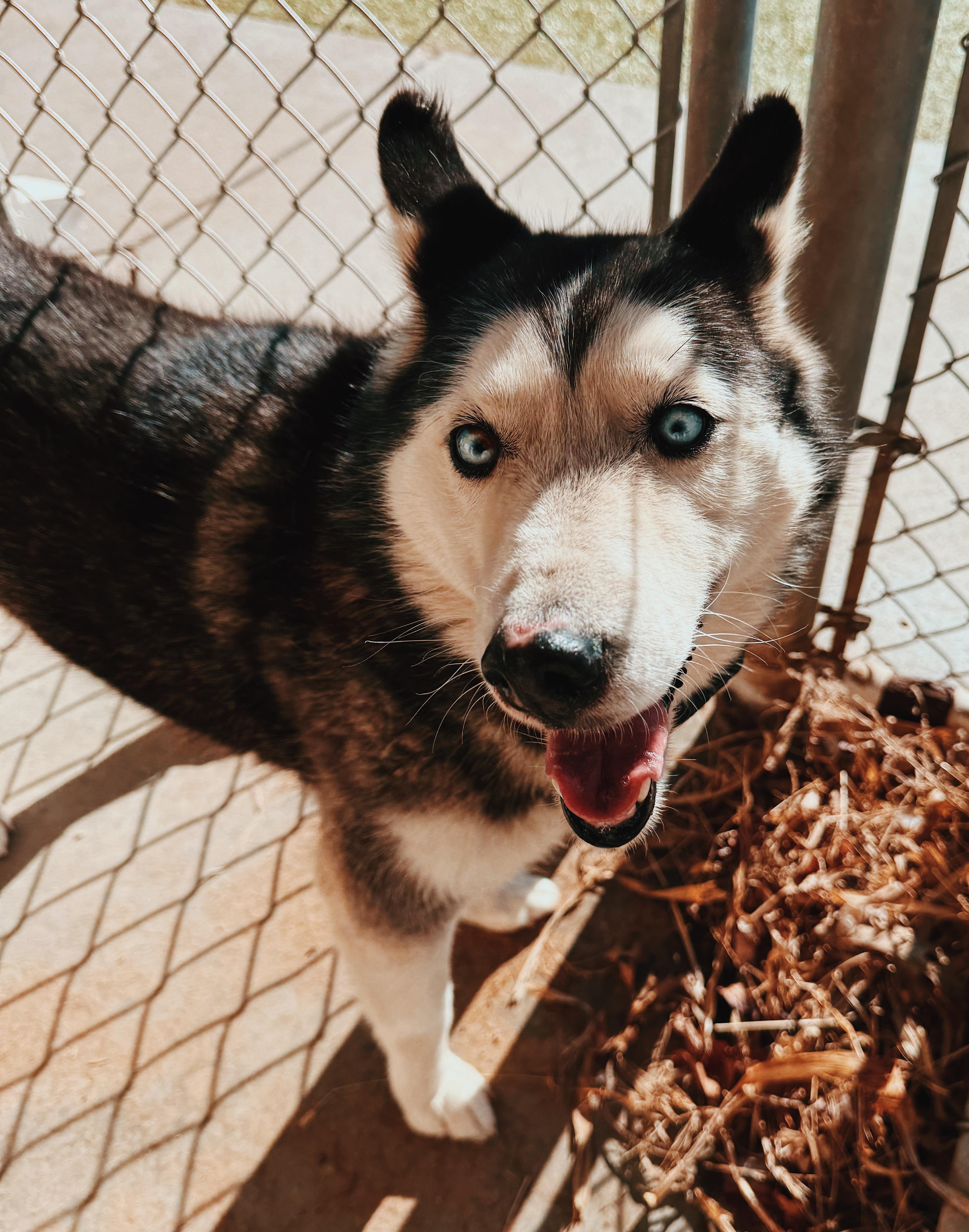 Enlarge Mischka, a ADOPTABLE Siberian Husky in Hays, KS image 4/5
