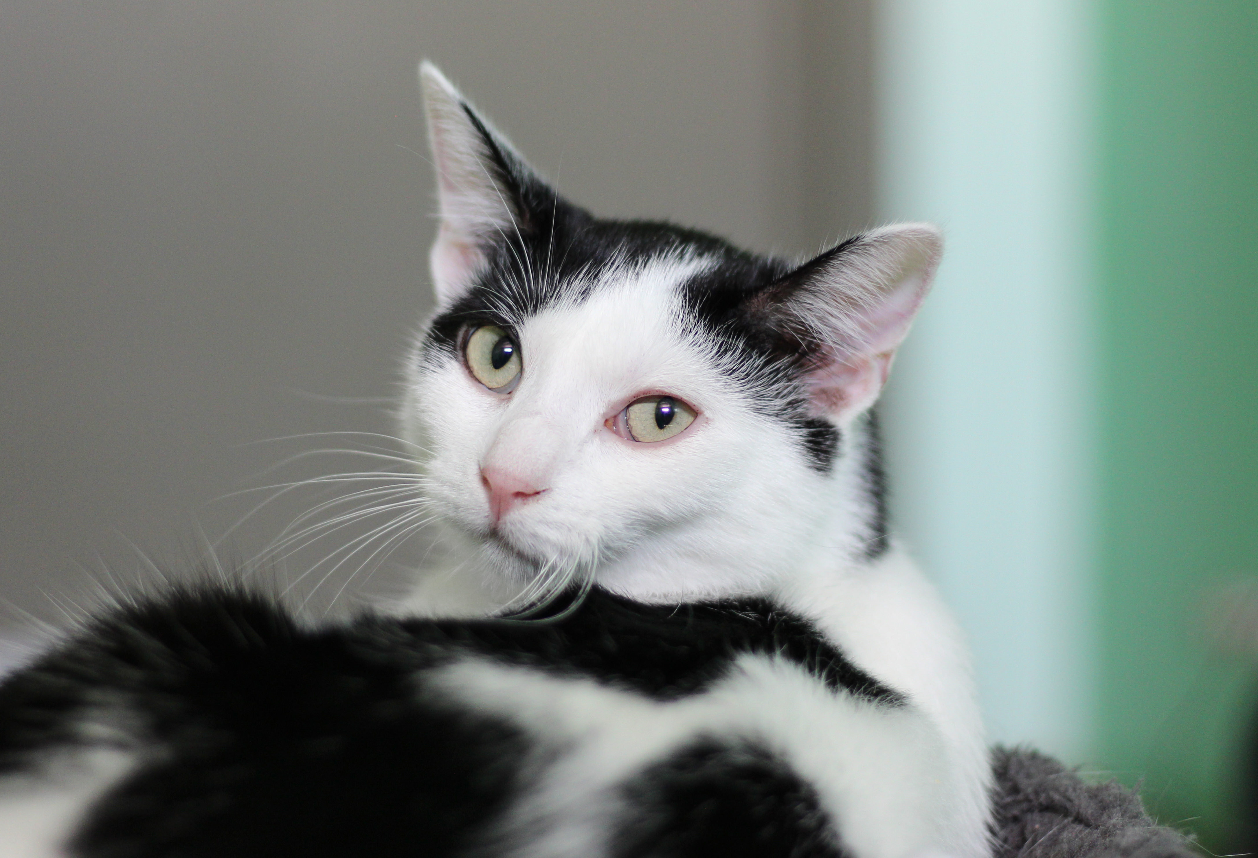 Matilda, Adoptable, Adult Female Domestic Short Hair.