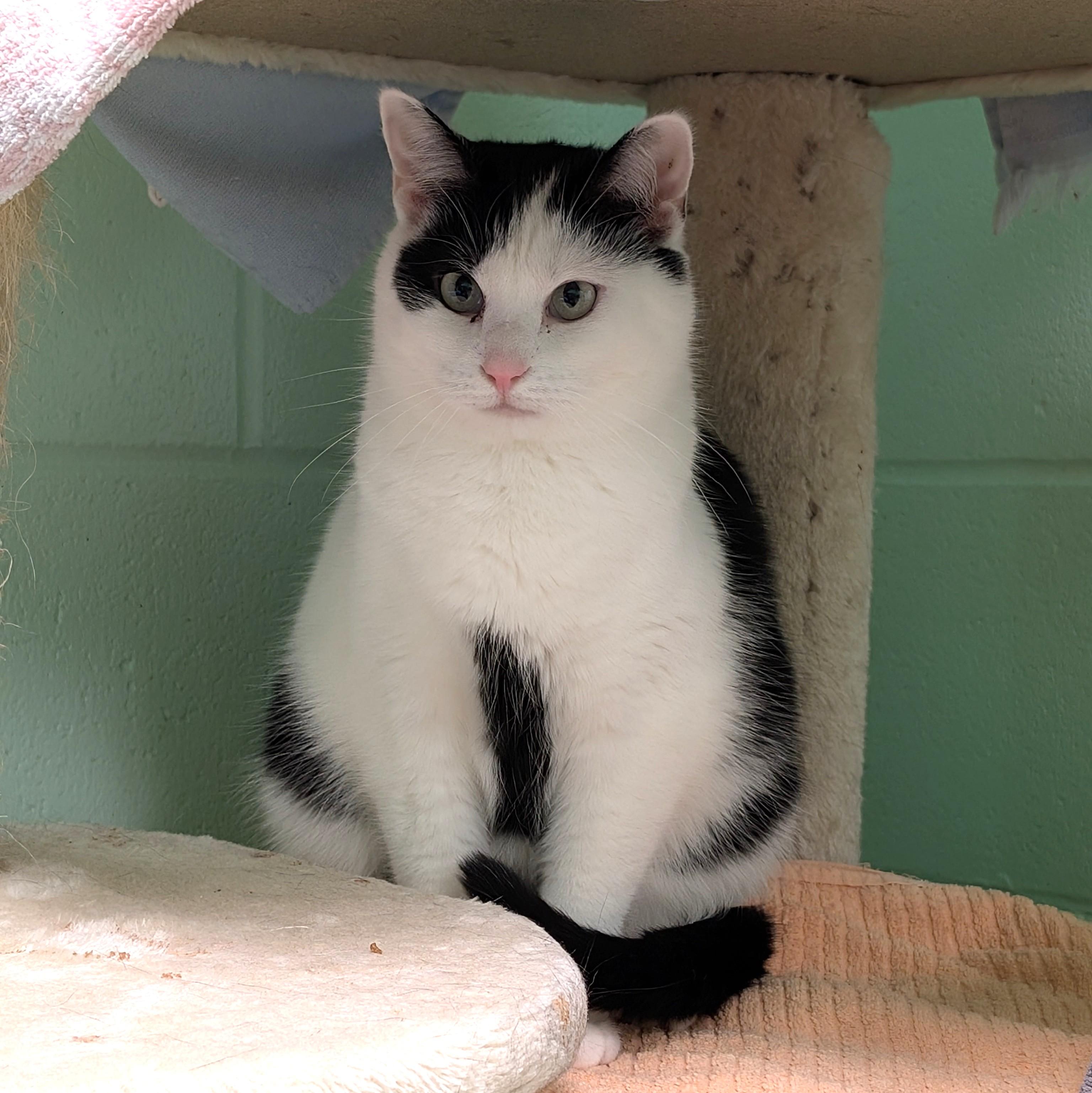 Enlarge Matilda (bonded with Milton), a Adoptable mixed breed in Cincinnati, OH image 1/5